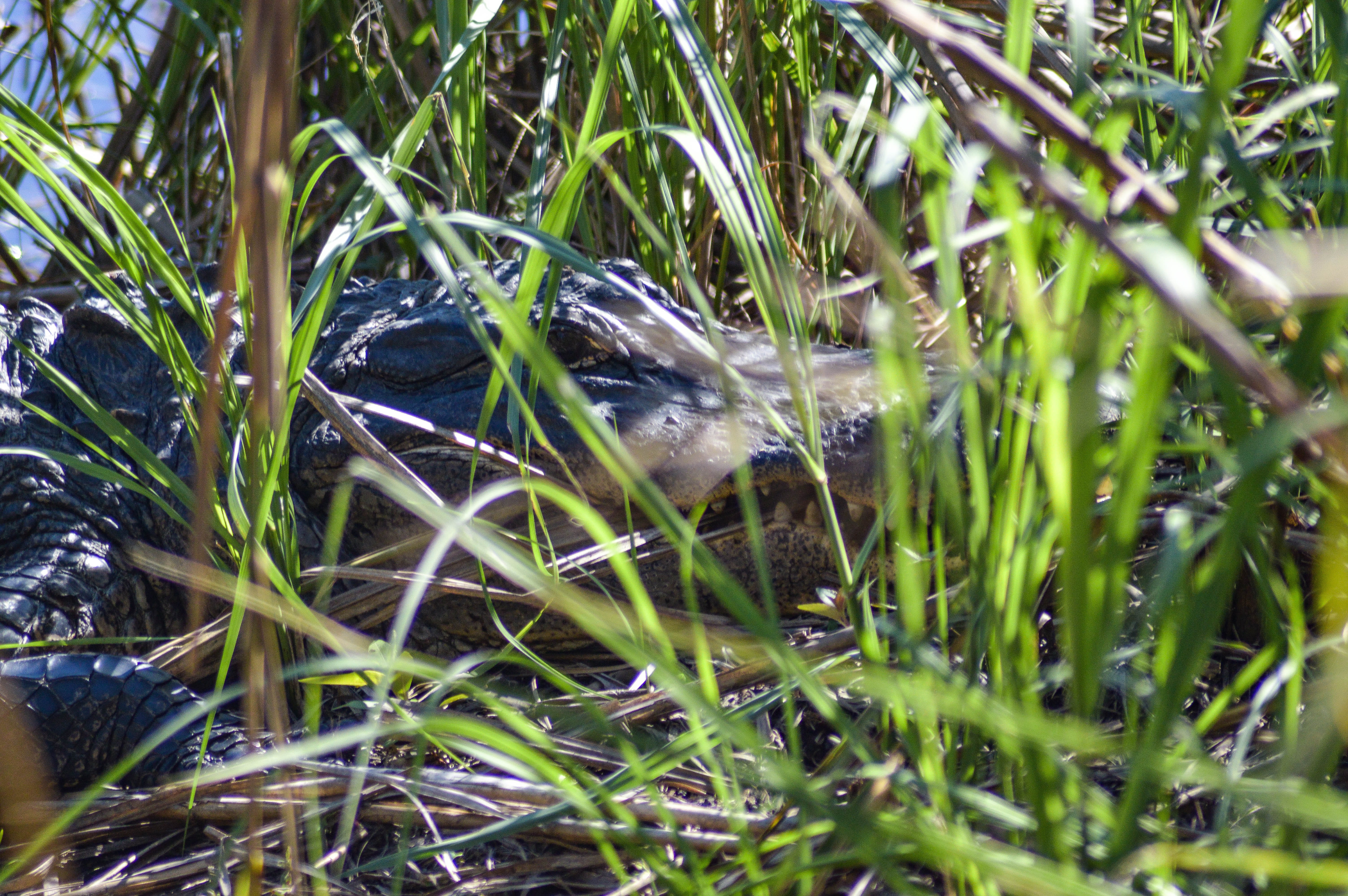 caw caw interpretive center, selective focus, blade of grass, 5K, nature, beauty in nature, growth, animal wildlife, day, no people, outdoors, water, land, HD Wallpaper