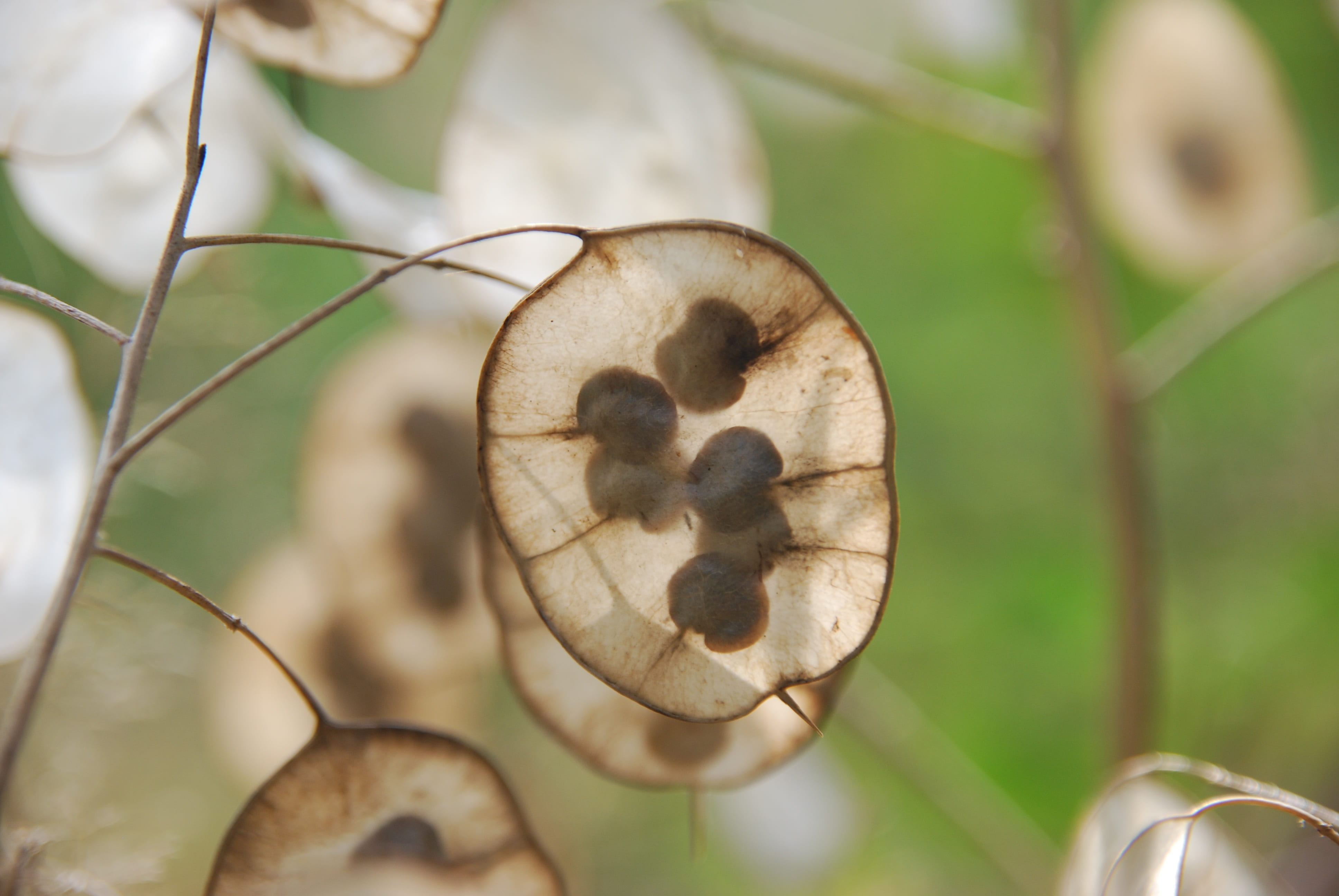 nature, leaf, food and drink, reproduce, no people, day, agriculture, healthy eating, focus on foreground, honesty, close-up, tree, seed, beauty in nature, HD Wallpaper