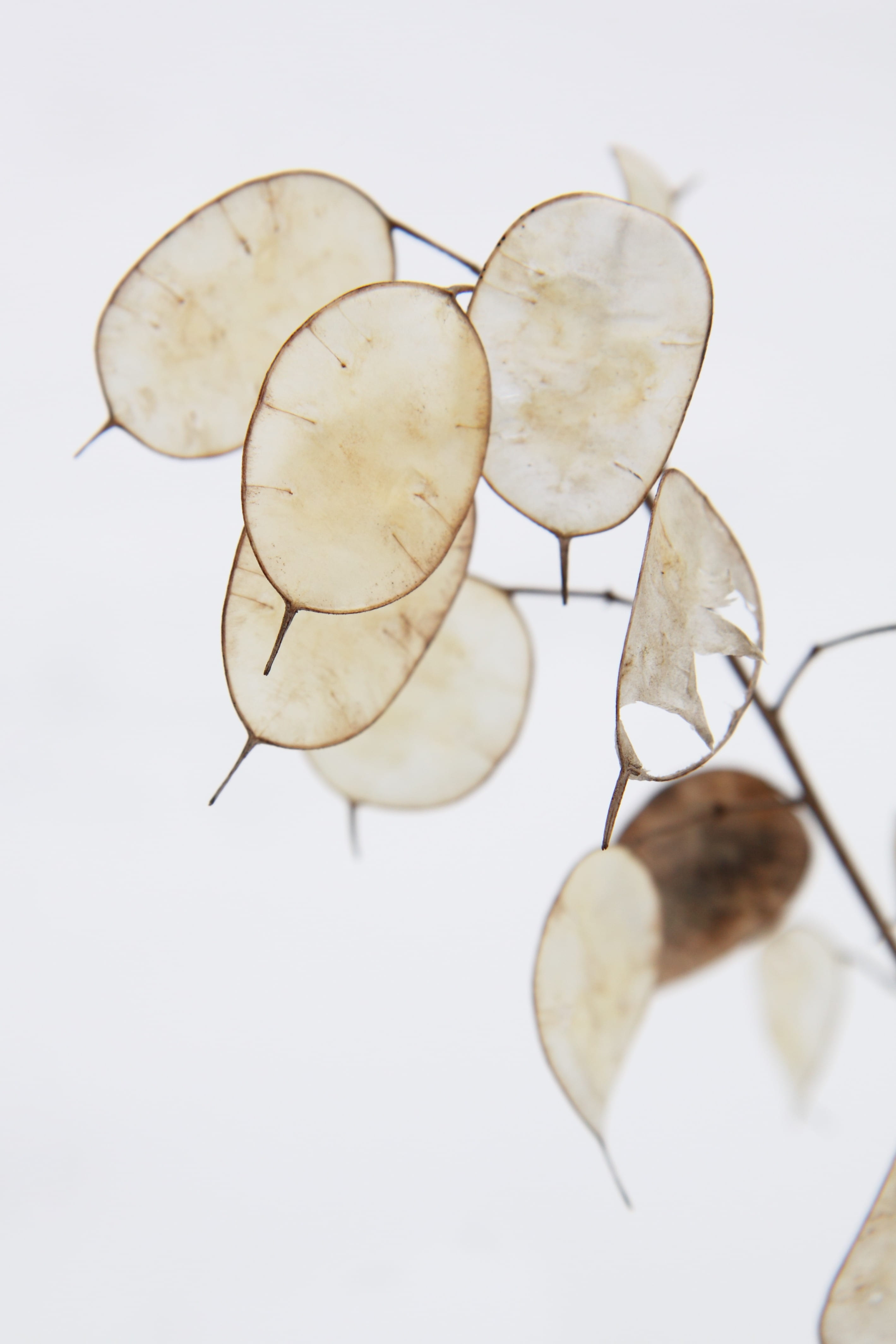 dry, still life, shape, annual, plant, money, fragility, white color, brown, no people, nature, plant part, leaves, focus on foreground, freshness, indoors, Phone HD Wallpaper