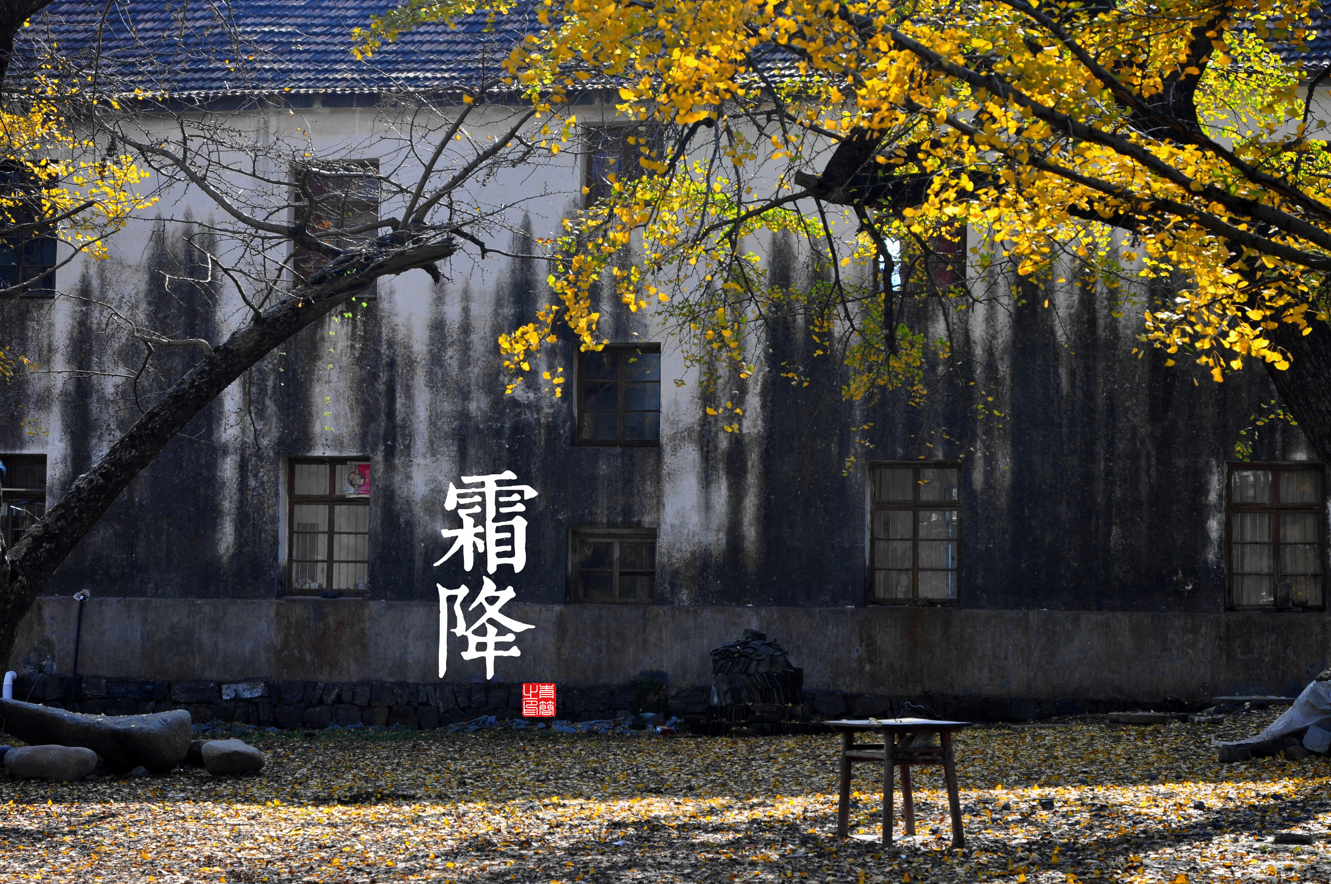 change, solar terms, building exterior, autumn, tree trunk, nature, building, day, plant, branch, tree, plant part, graffiti, city, 4K, architecture, outdoors, HD Wallpaper