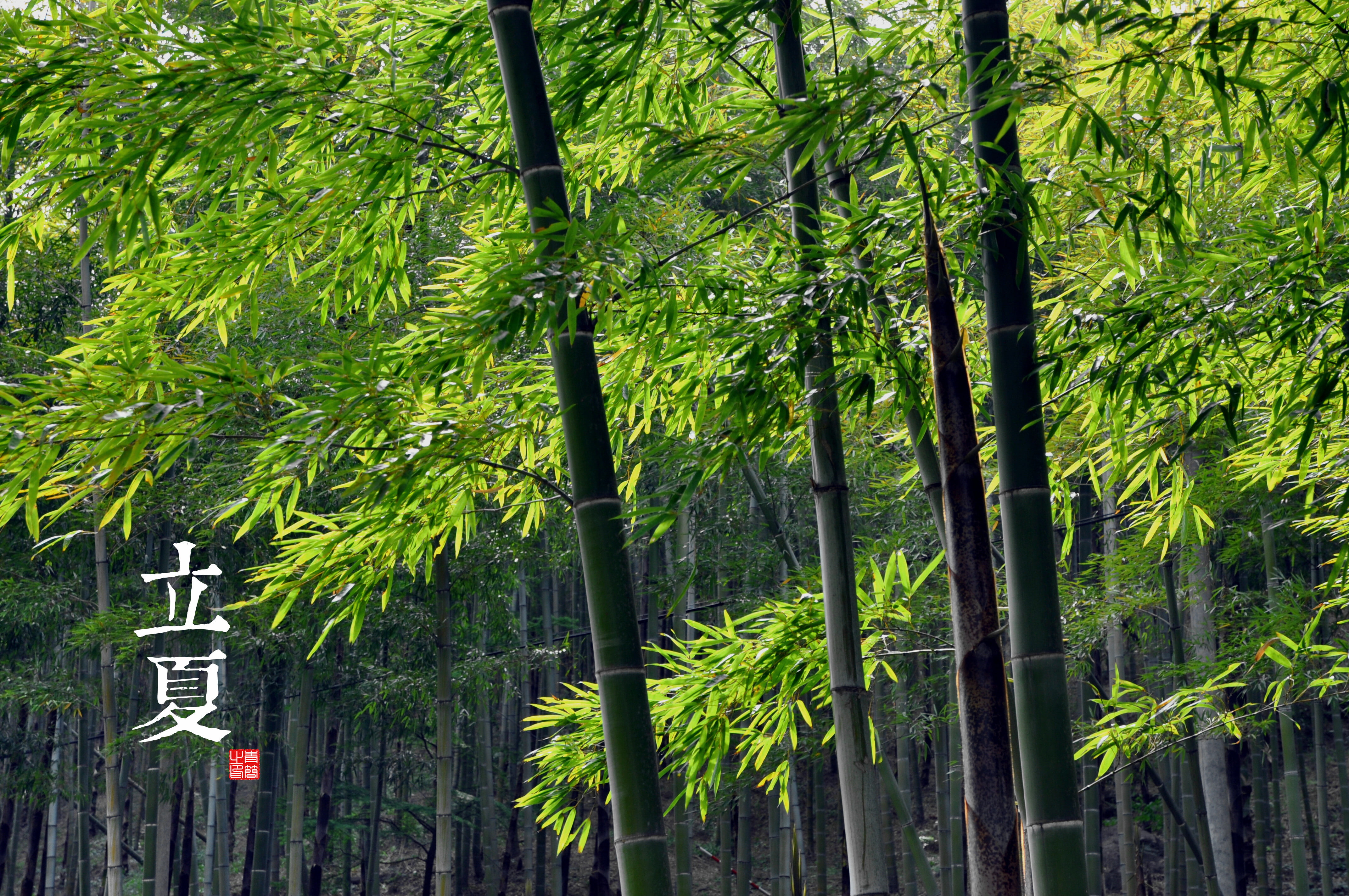 plants, green, solar terms, 4K, trees, HD Wallpaper
