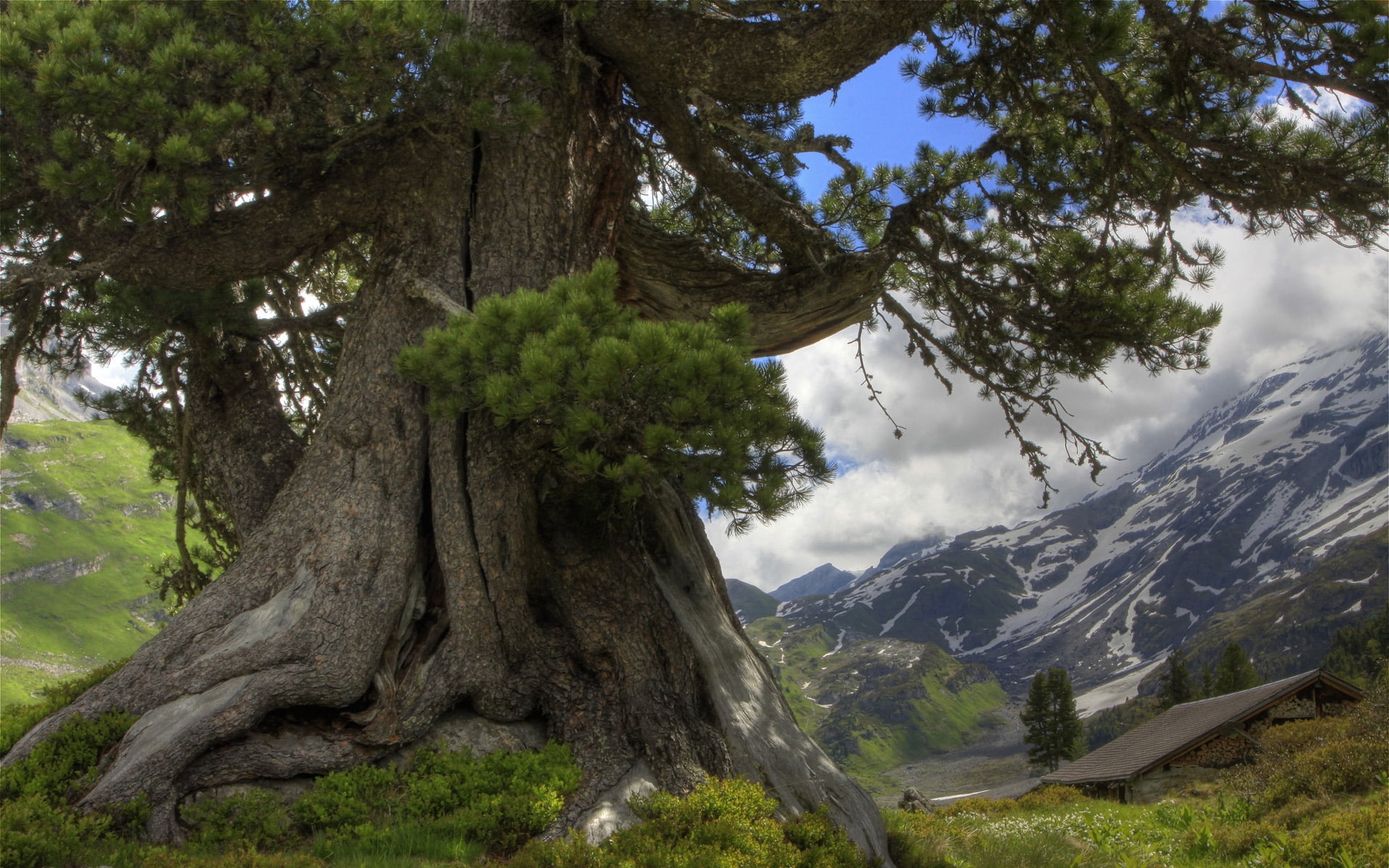 day, tree, outdoors, blue, mountain Range, forest, mountain Peak, idyllic, 1080P, landscape, mountain, tranquility, tranquil scene, nature, lodge, cloud - Sky, HD Wallpaper