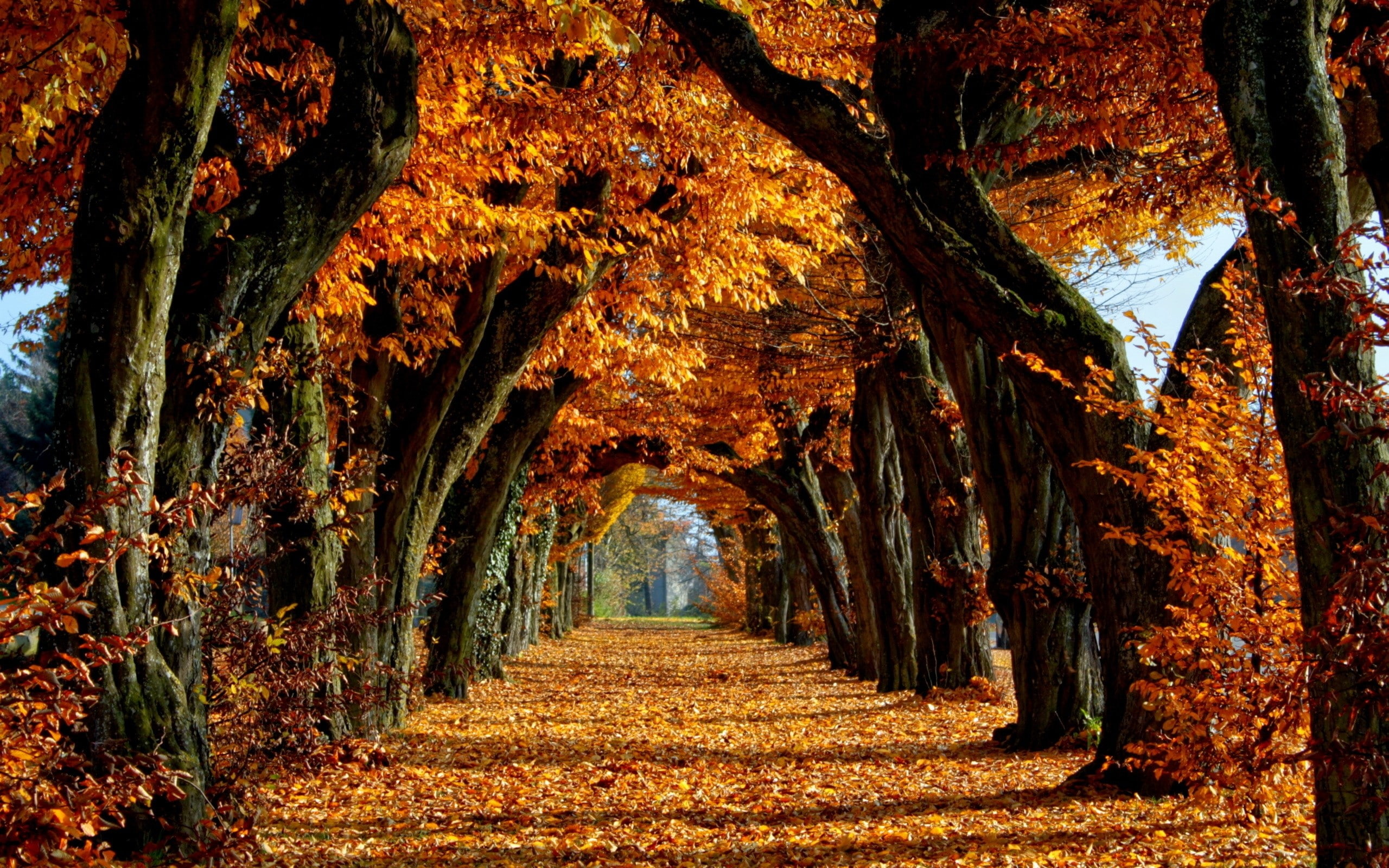 treelined, tranquil scene, Long-term, plant, land, arch, footpath, the way forward, nature, 2K, beauty in nature, Path, tree trunk, no people, diminishing perspective, HD Wallpaper