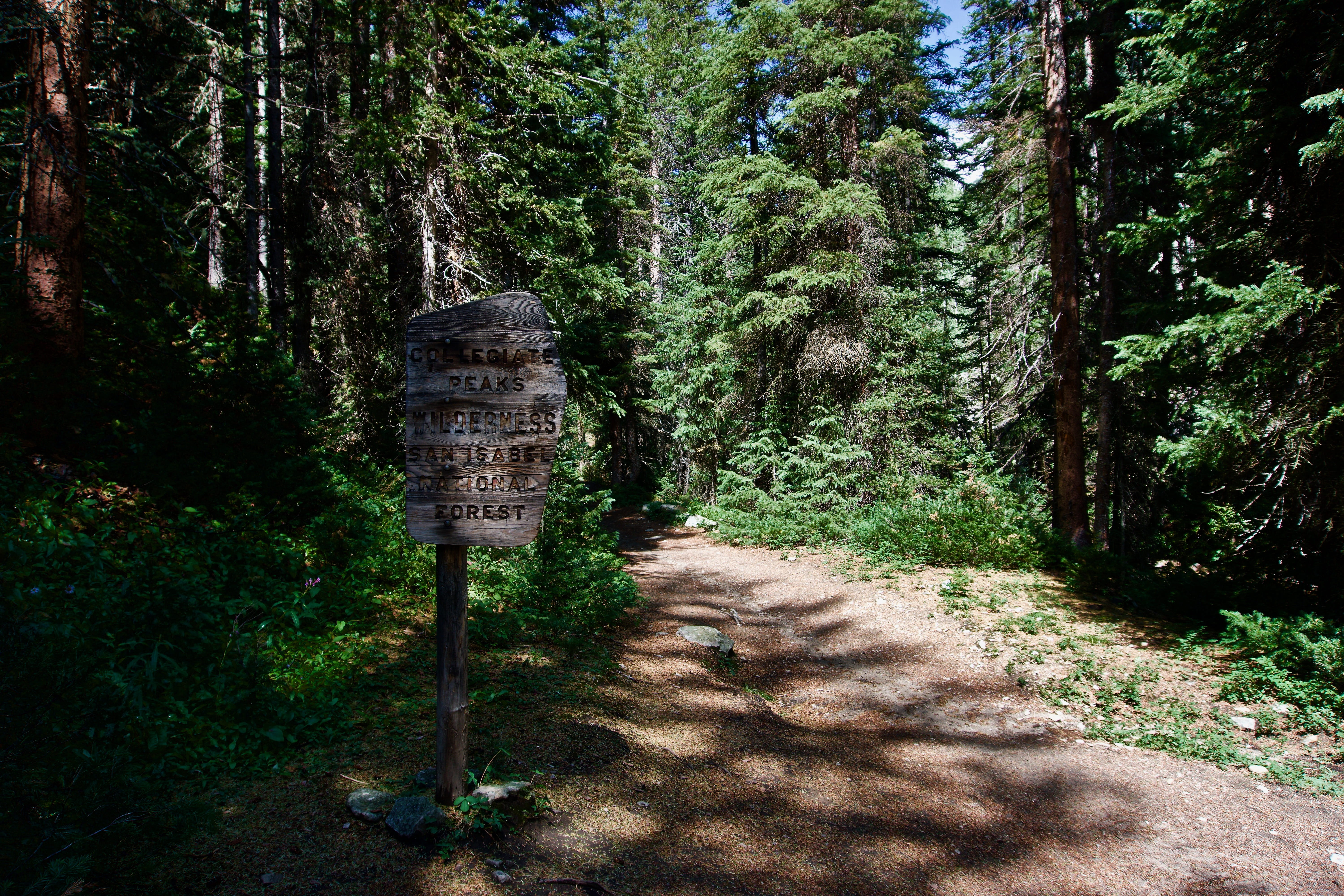 trail, national forest, sign, forest, green color, plant, colorado, footpath, communication, san isabel, tree, tranquil scene, scenics - nature, 5K, nature, HD Wallpaper