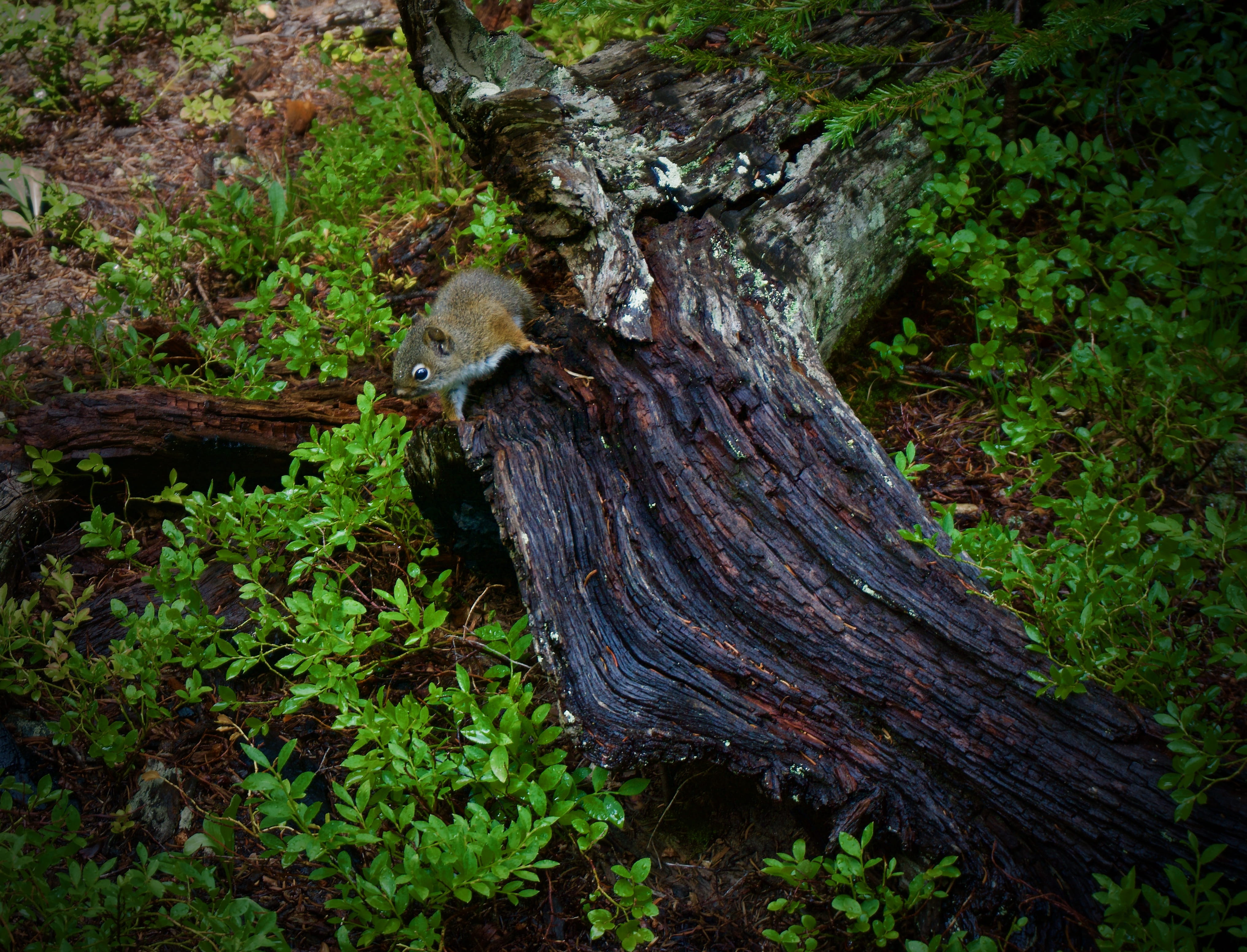 furry, plant, nature, tranquility, tree trunk, cute, wild animal, wood, land, 4K, trunk, moss, day, log, tree, pika, bark, green color, united states, HD Wallpaper