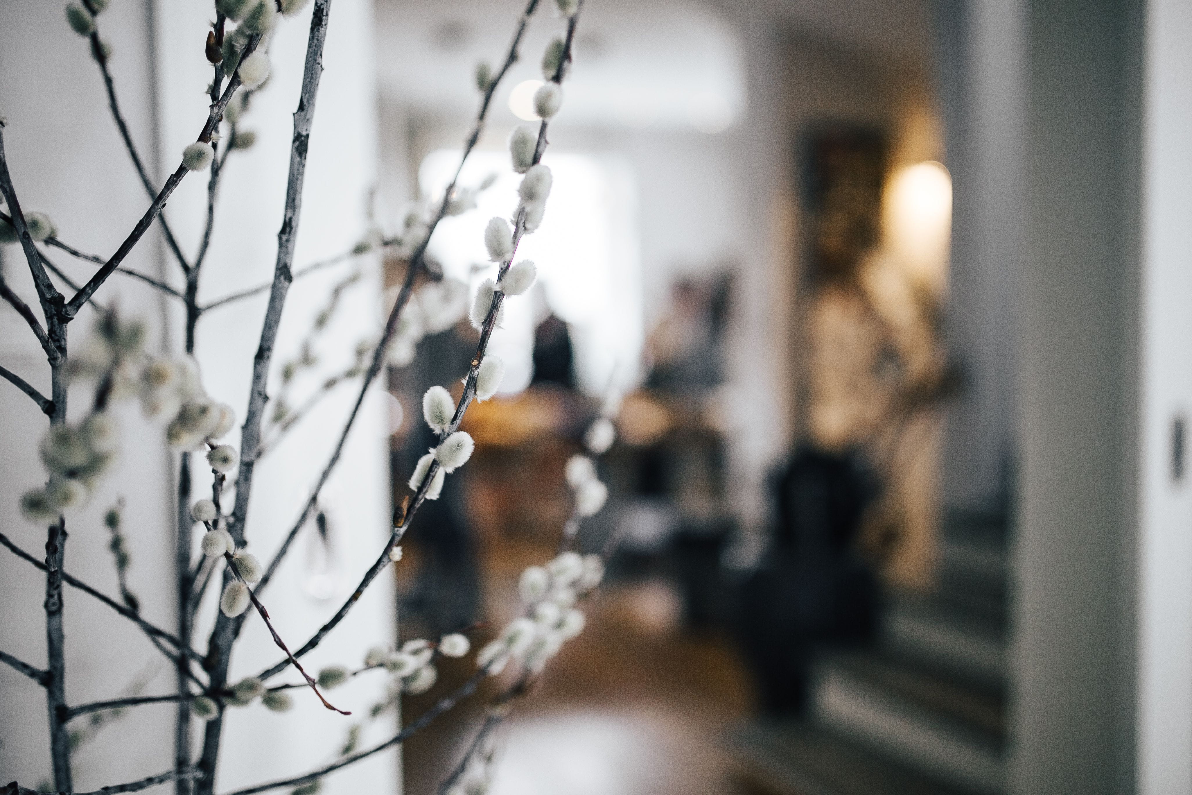 incidental people, apartment, close-up, adults only, day, selective focus, catkins, women, winter, interior, 4K, beauty in nature, adult, branch, nature, HD Wallpaper