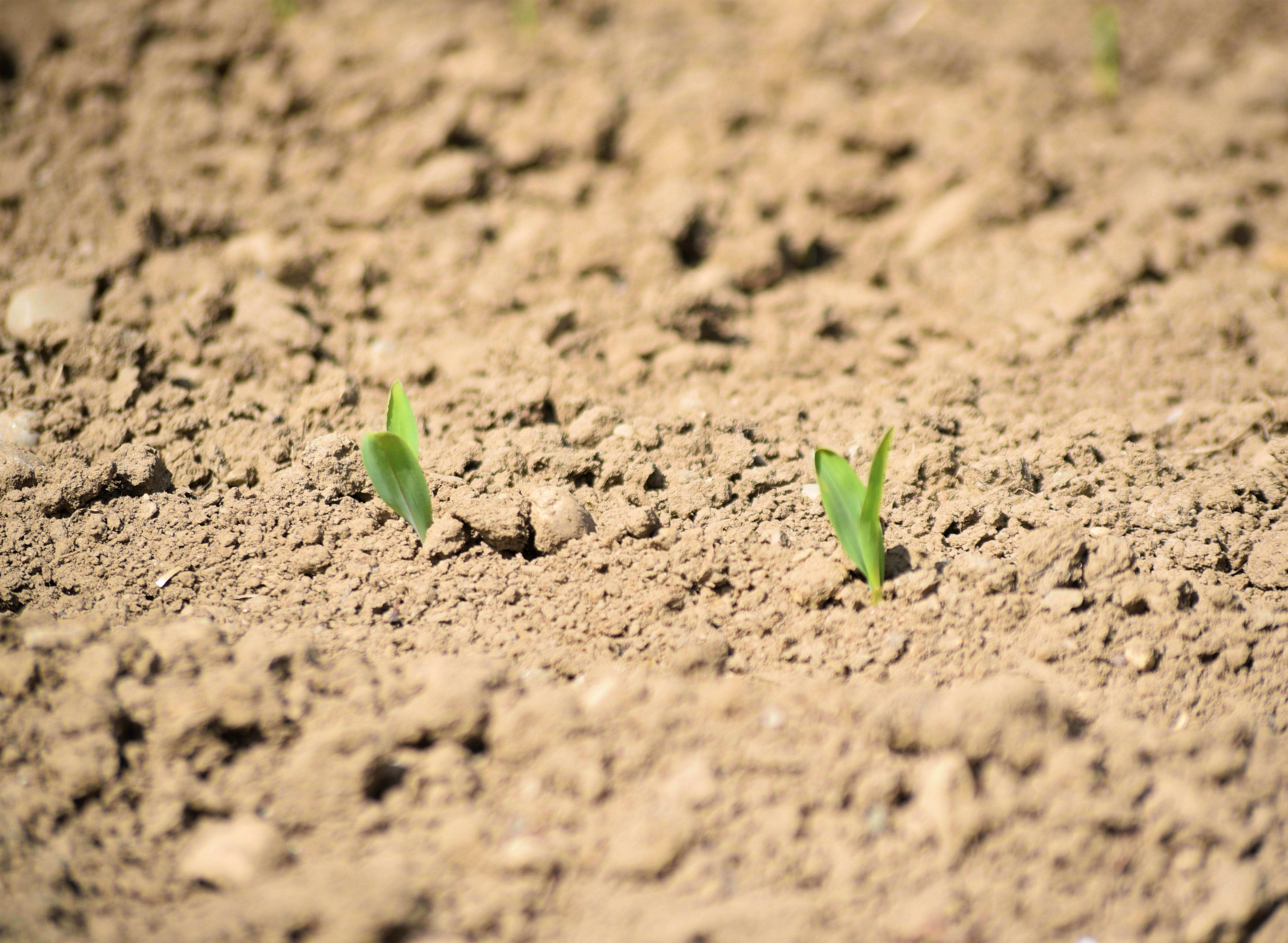 field crops, cultivation, field, 5K, beauty in nature, sand, harvest, sapling, fragility, land, plantation, cereals, outdoors, acres, no people, loosening up, HD Wallpaper