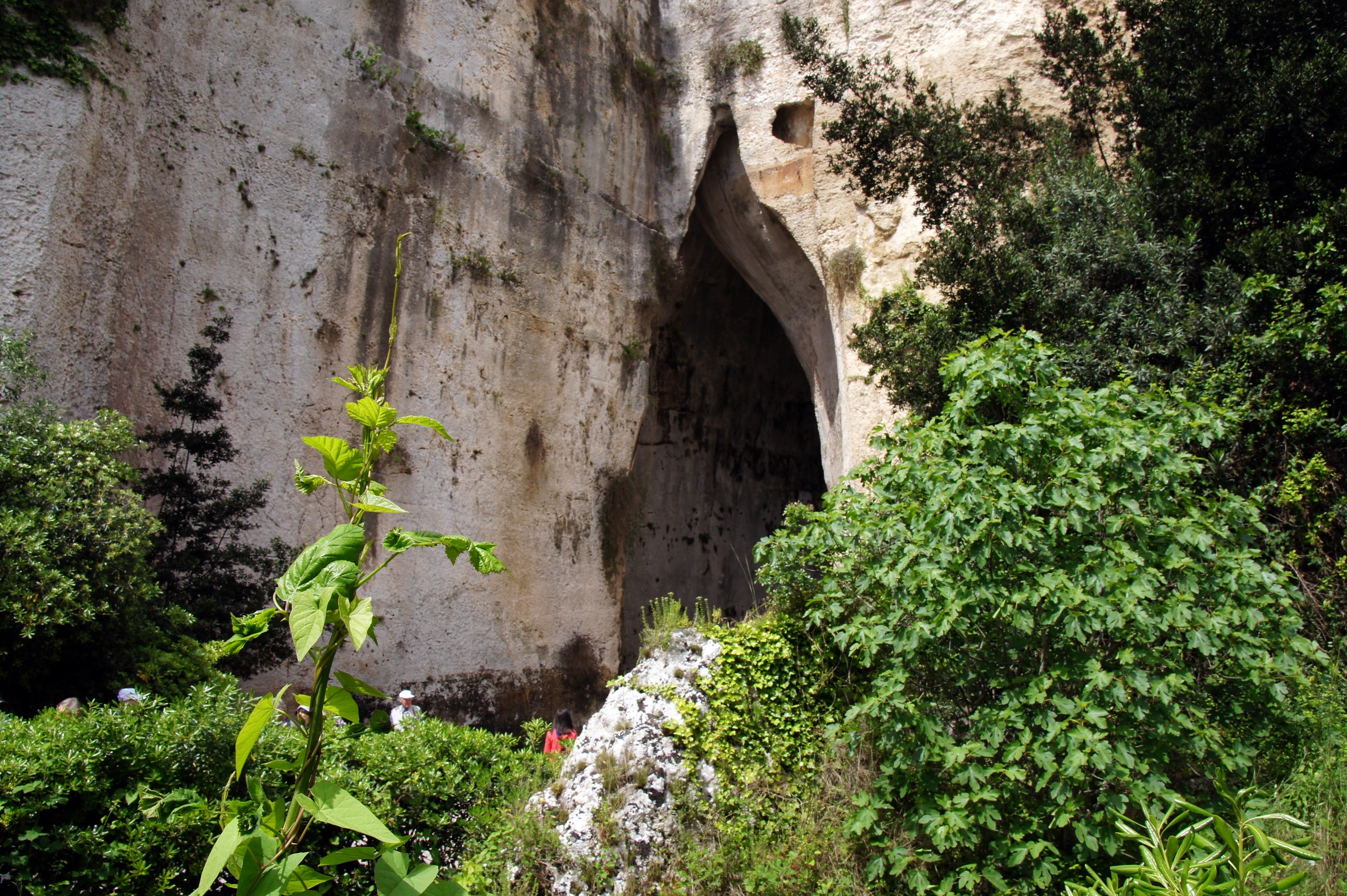 syracuse, covered, cave, nature, sicily, green, leaf, trees, siracusa, architecture, wall - building feature, day, old, rock cave, 1080P, built structure, HD Wallpaper