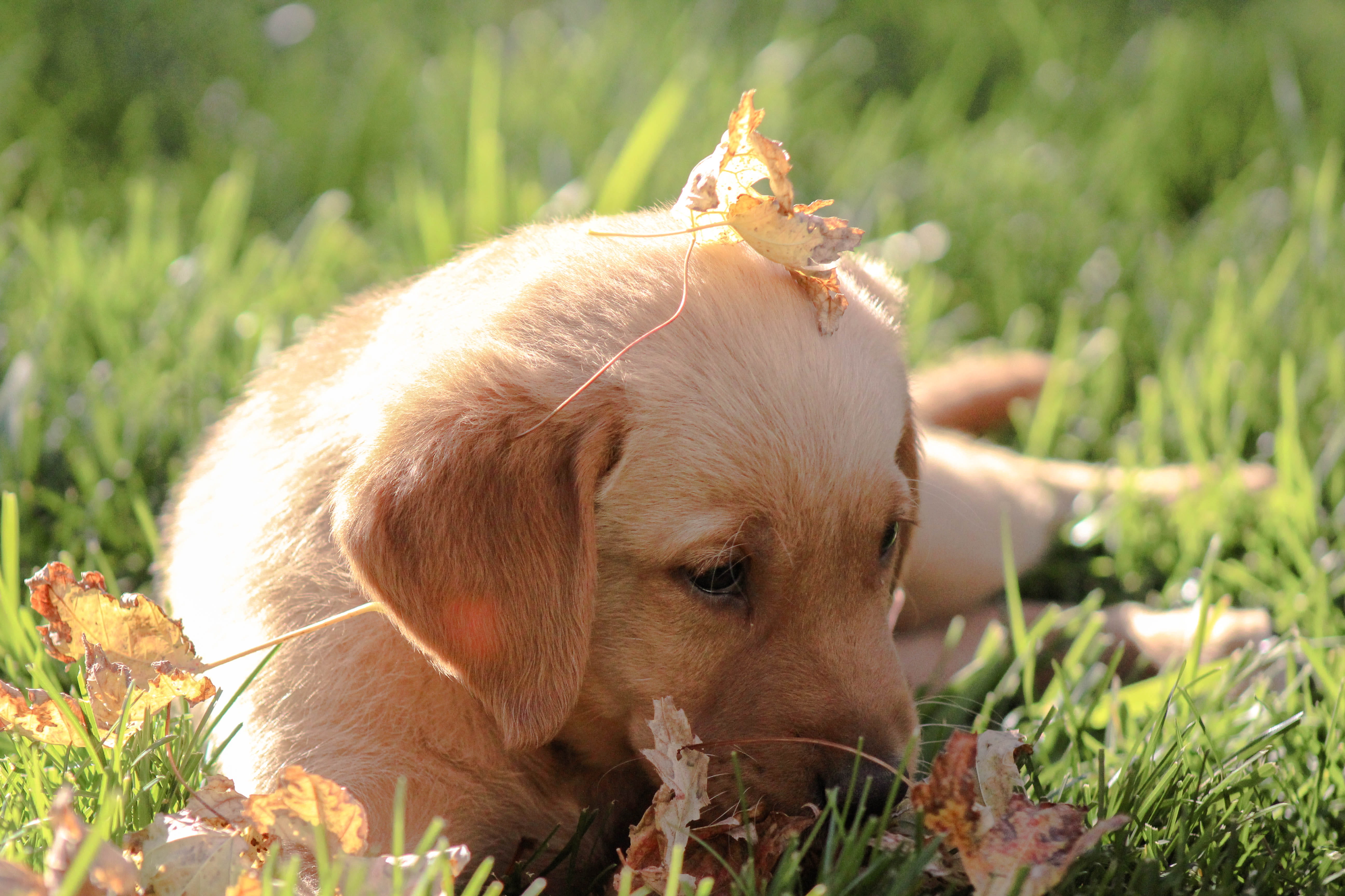 grass, relaxation, pets, portrait, fall, outdoors, animal head, herbivorous, animal, one animal, puppy, looking at camera, leaves, field, lab, animal themes, HD Wallpaper