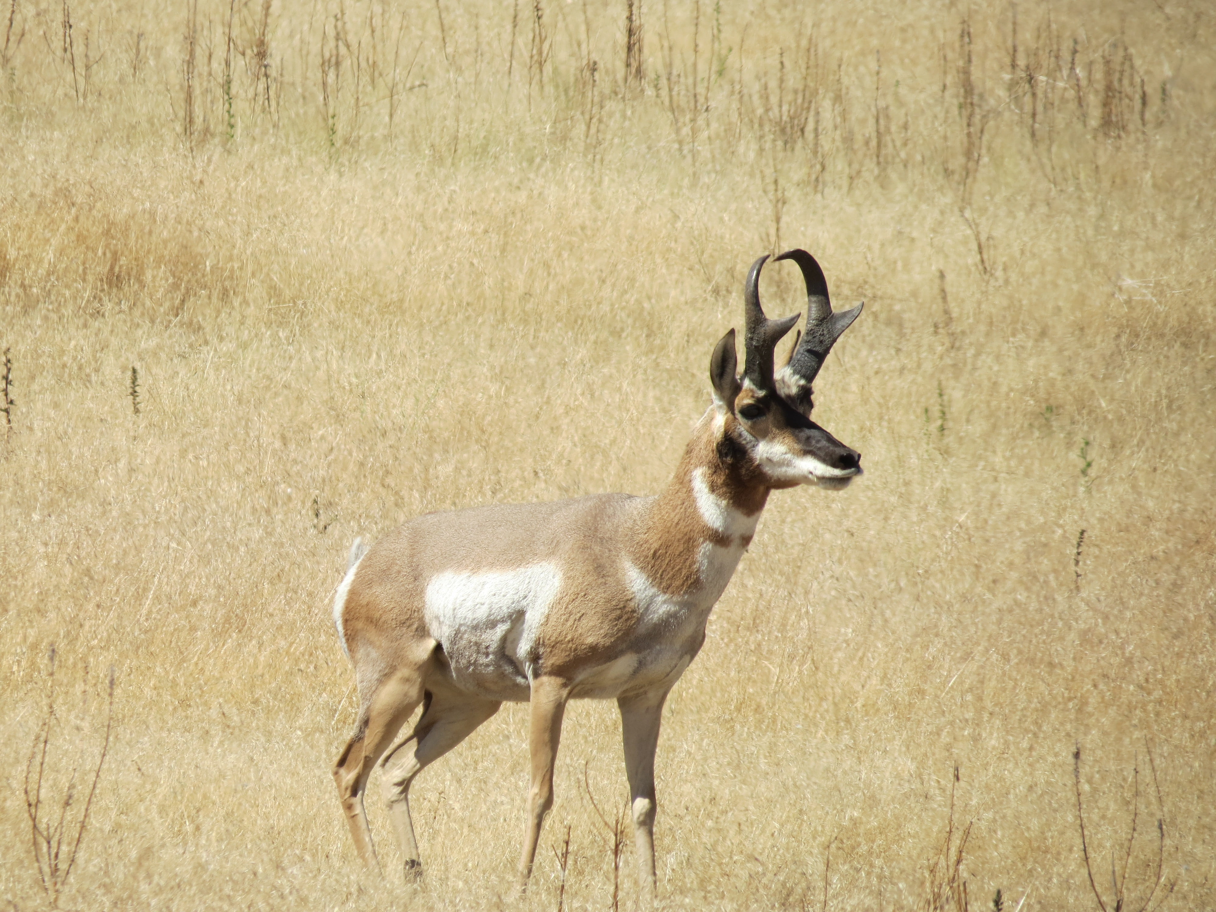 nature, standing, deer, animals in the wild, mammal, no people, usa, herbivorous, vertebrate, antler, antelope island, animal themes, domestic animals, HD Wallpaper