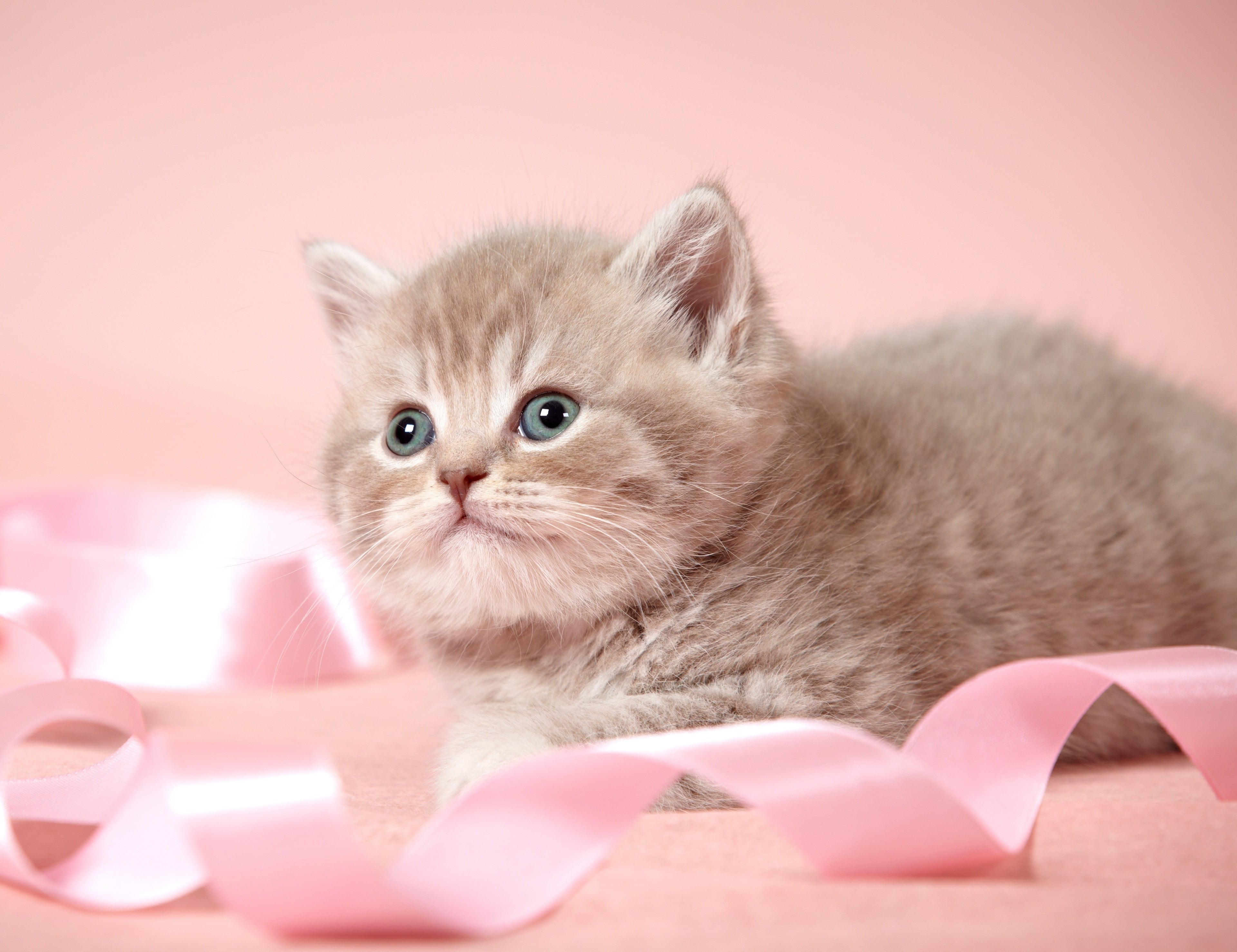 cat, pets, pink color, cute, no people, positive emotion, box - container, young animal, domestic animals, domestic cat, indoors, love, animal, domestic, HD Wallpaper