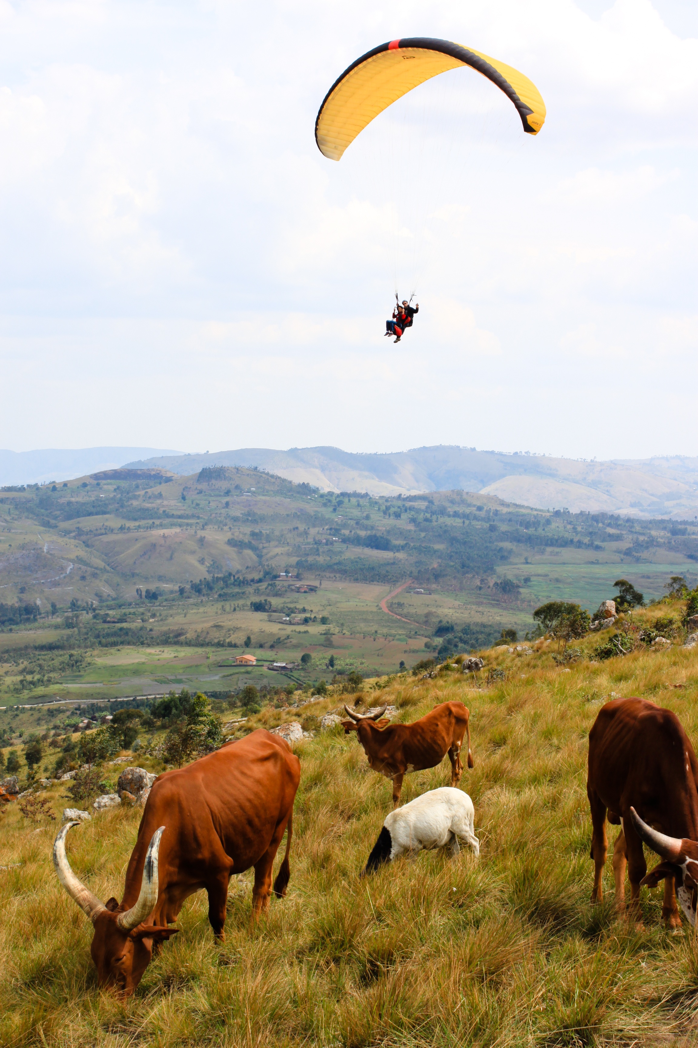 no people, outdoors, burundi, day, scenics - nature, mammal, paragliding, cow, adventure, cloud - sky, wild, 2K, nature, plant, africa, environment, mountain, Phone HD Wallpaper