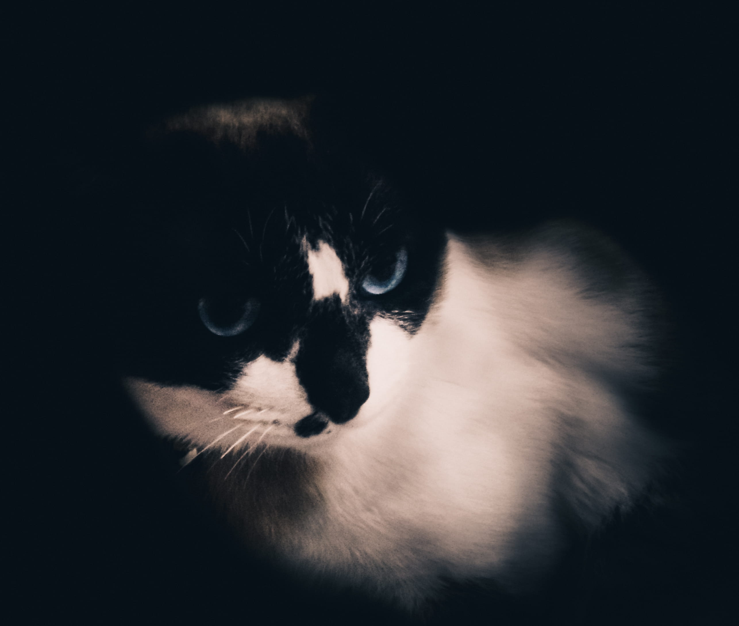 cat, animal themes, domestic animals, close-up, blackandwhite, one animal, domestic, animals, amateur, studio shot, pets, relaxation, animal head, black background, HD Wallpaper