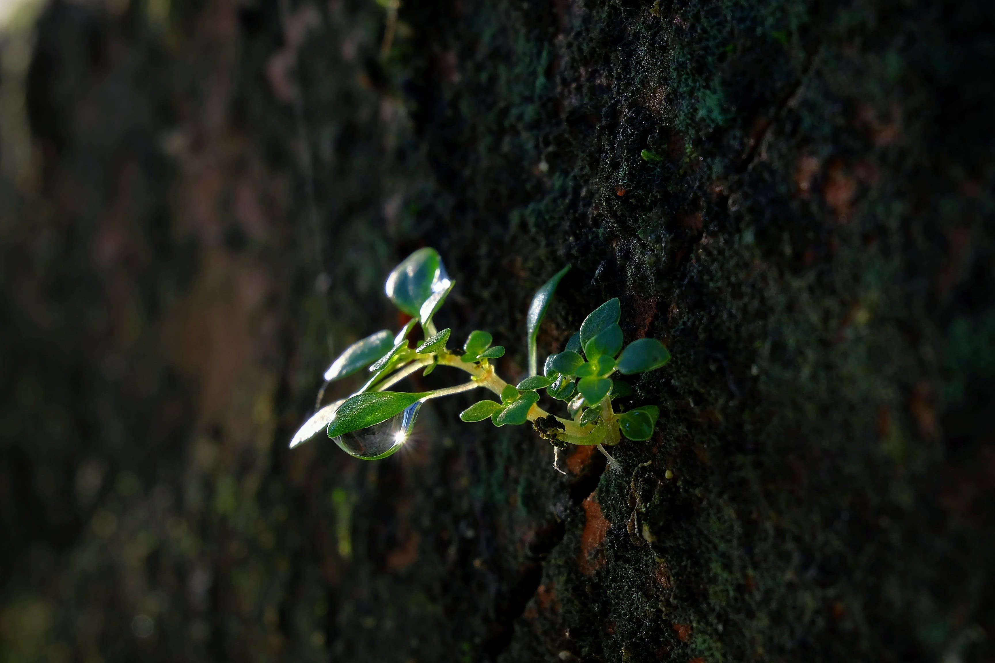 nature, happines, no people, outdoors, day, flora, vietnam, summer, botany, close-up, green, plant part, blooming, vulnerability, macro, colorful, fujifilm, HD Wallpaper