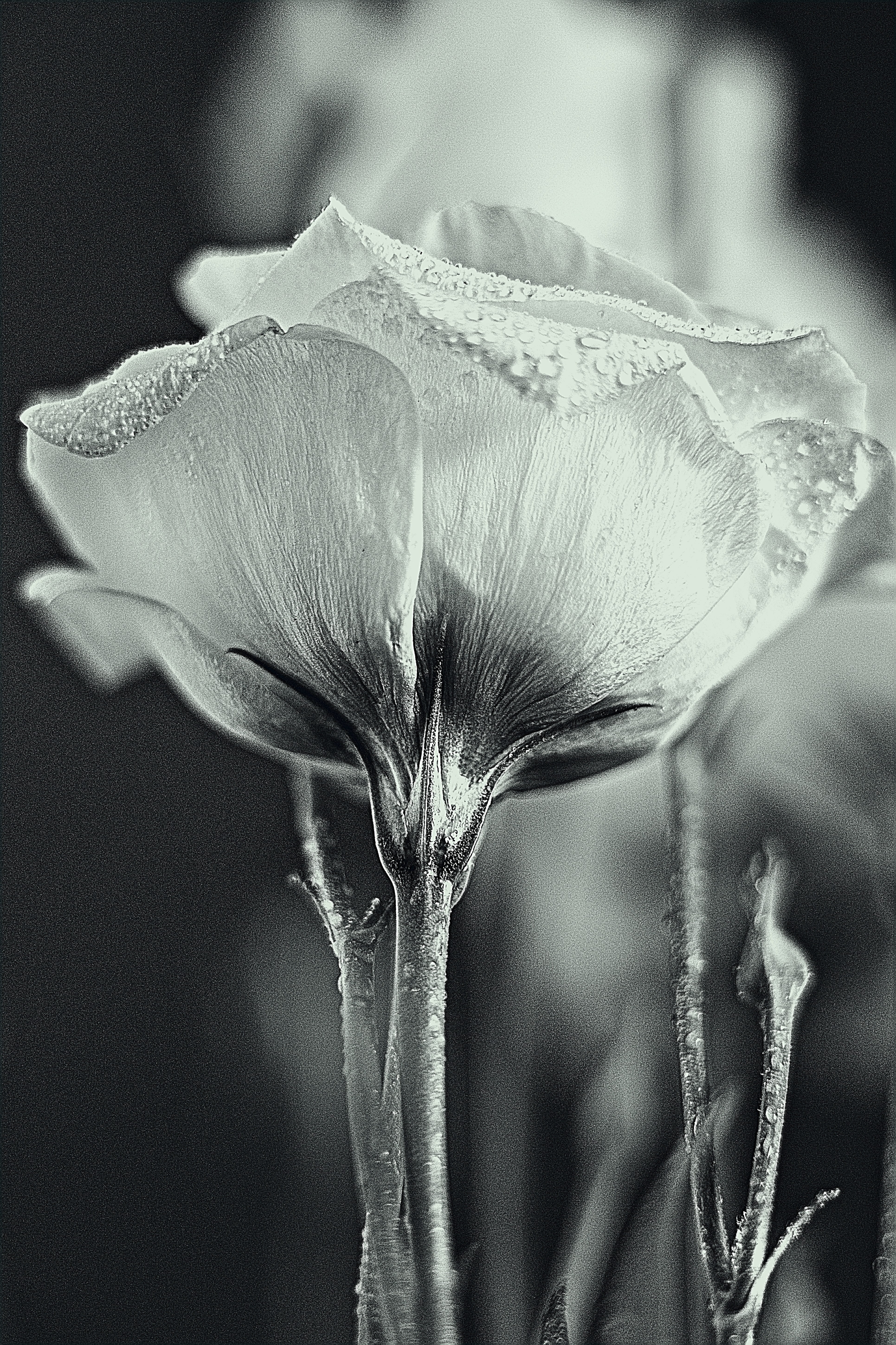 pollen, outdoors, spring, drop of water, day, flower, fragility, plant, vulnerability, summer, water, drip, focus on foreground, growth, close-up, nature, Phone HD Wallpaper