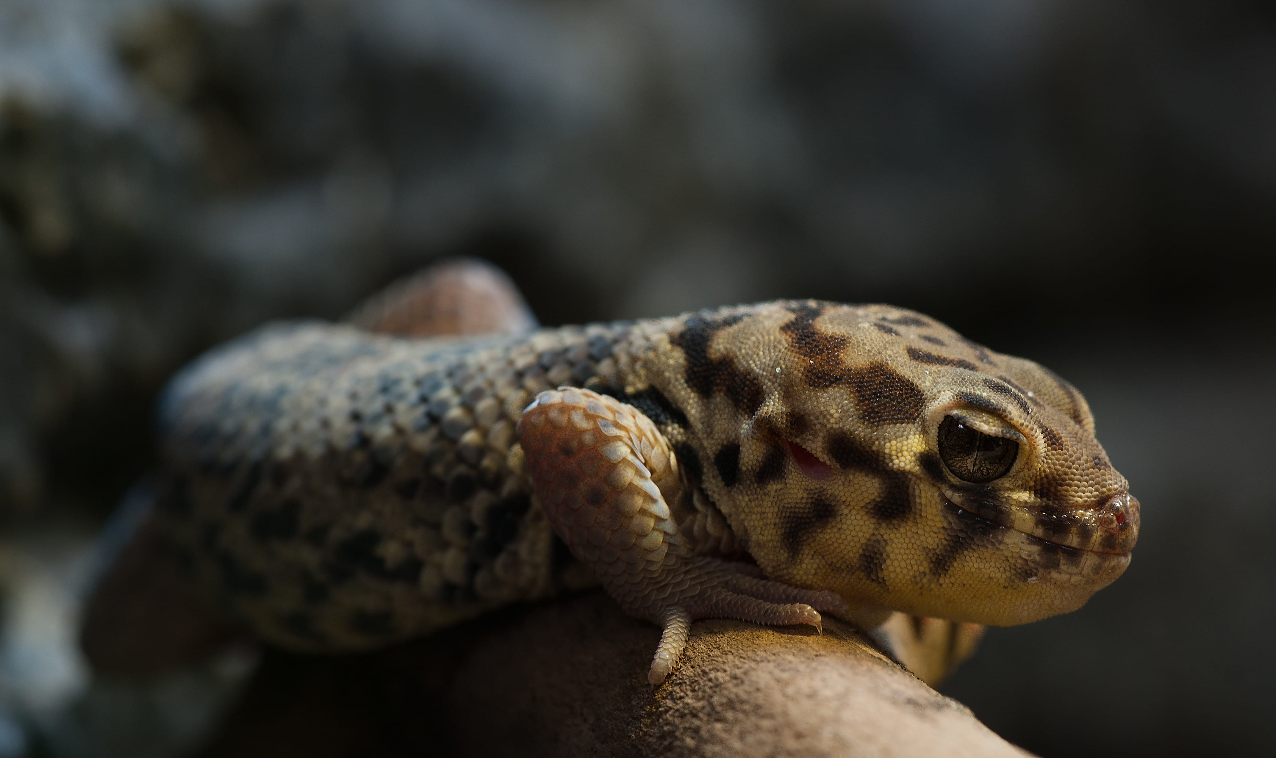lowkey, close-up, reptile, terrarium, poisonous, animal, wonder gecko, iguana, animal eye, portrait, profile view, day, animal head, vertebrate, rough scincus, HD Wallpaper