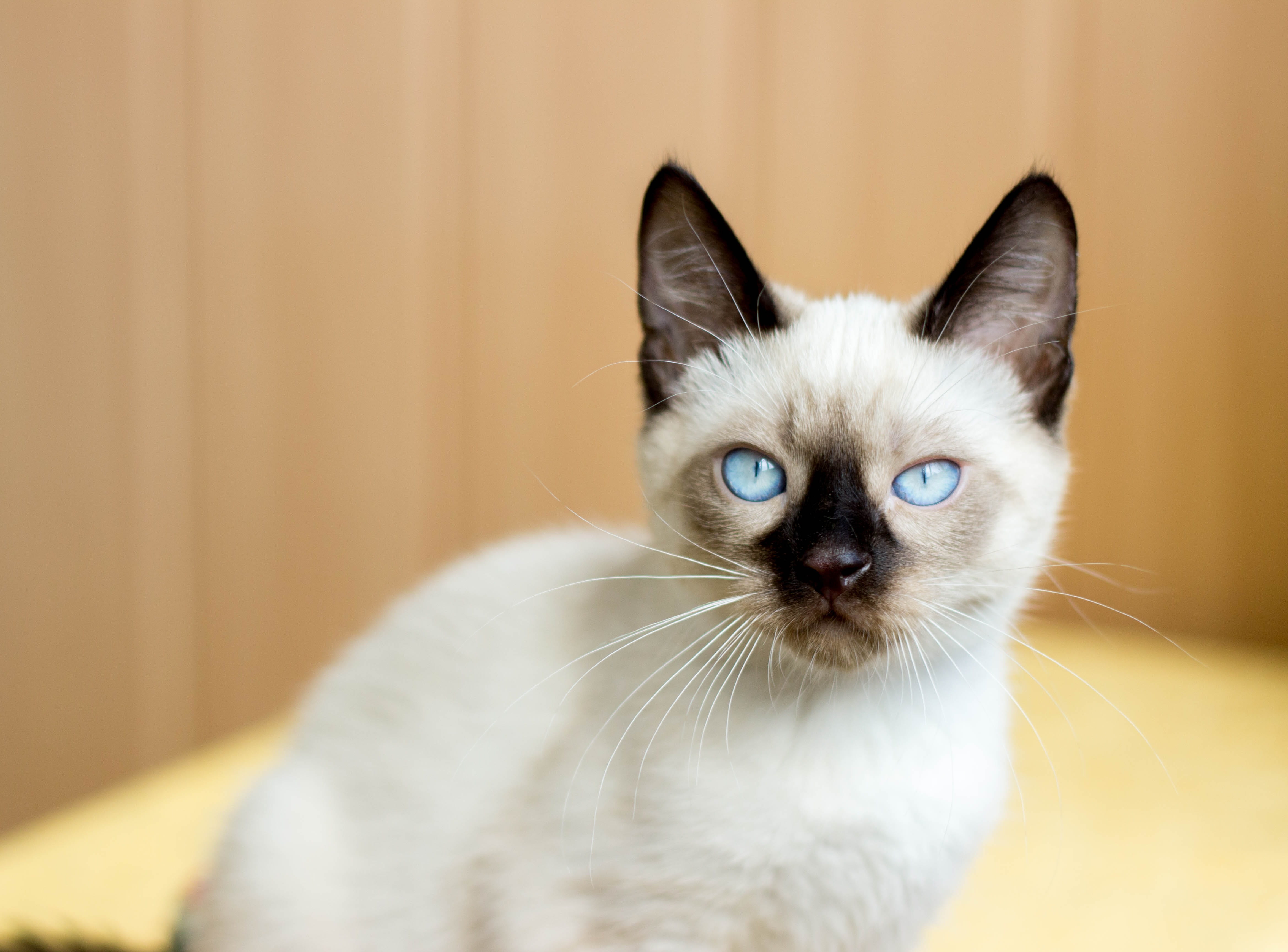 cute, mustache, whisker, fauna, siamese cat, blue eyes, pets, cat, animal body part, indoors, sympathetic, kid, looking at camera, animals, one animal, HD Wallpaper