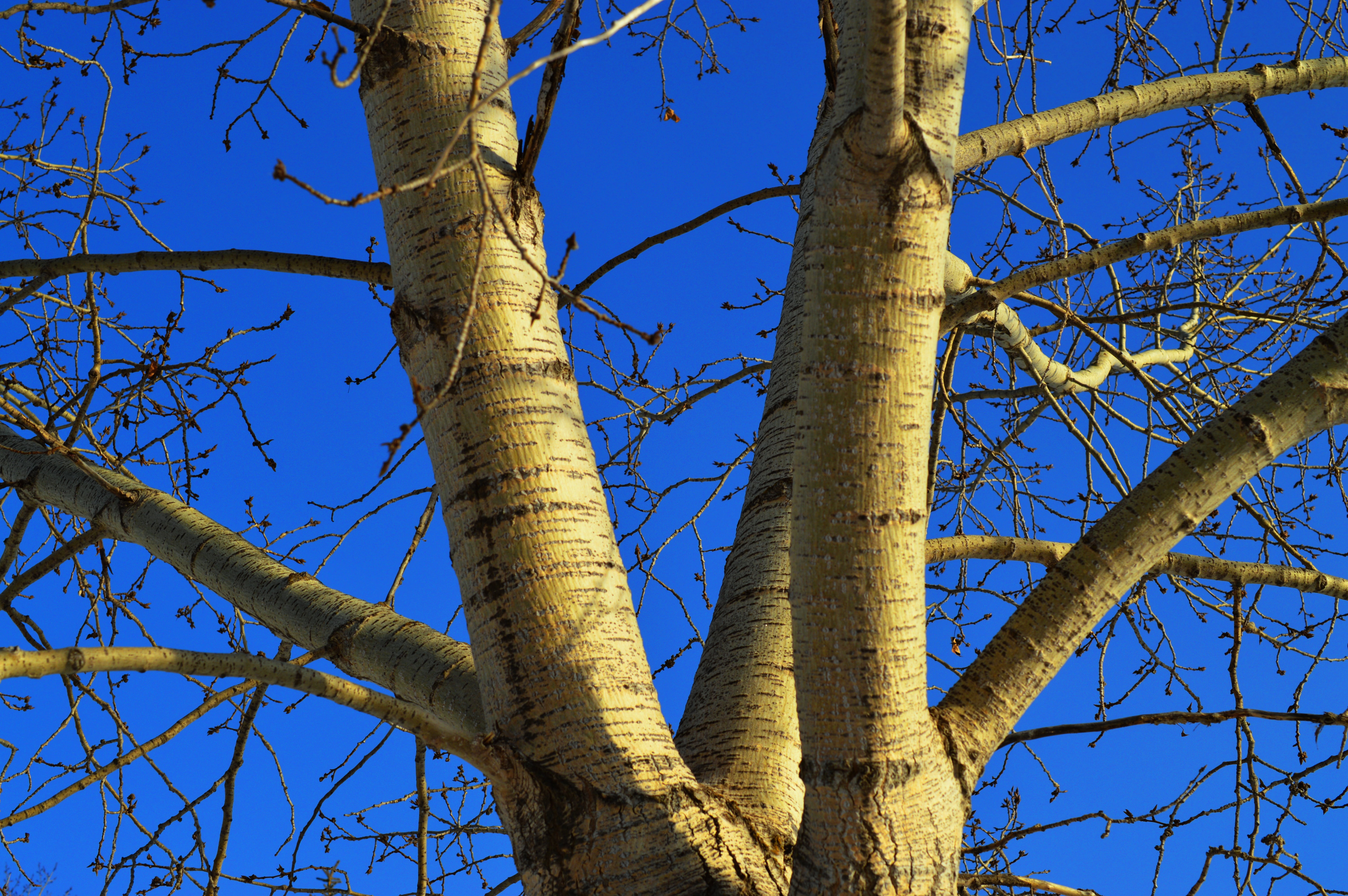sky, no people, 5K, blue, land, blue sky, low angle view, winter, day, trunk, sunlight, growth, environment, outdoors, directly below, tree, bark, tranquility, HD Wallpaper