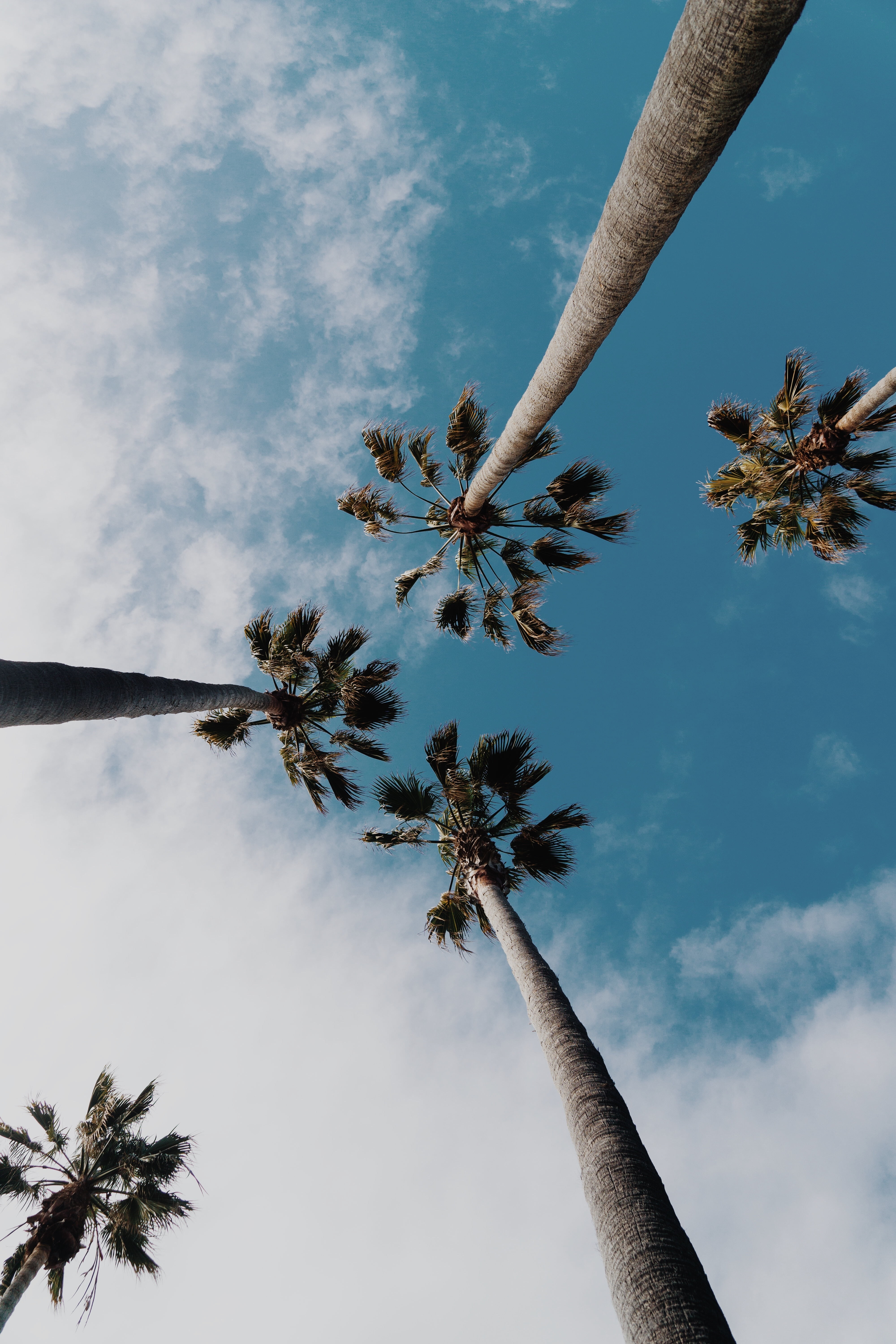 tree, tropical climate, scenics - nature, trunk, coconut palm tree, no people, palm tree, outdoors, low, frond, tall - high, 5K, cloud - sky, directly below, Phone HD Wallpaper