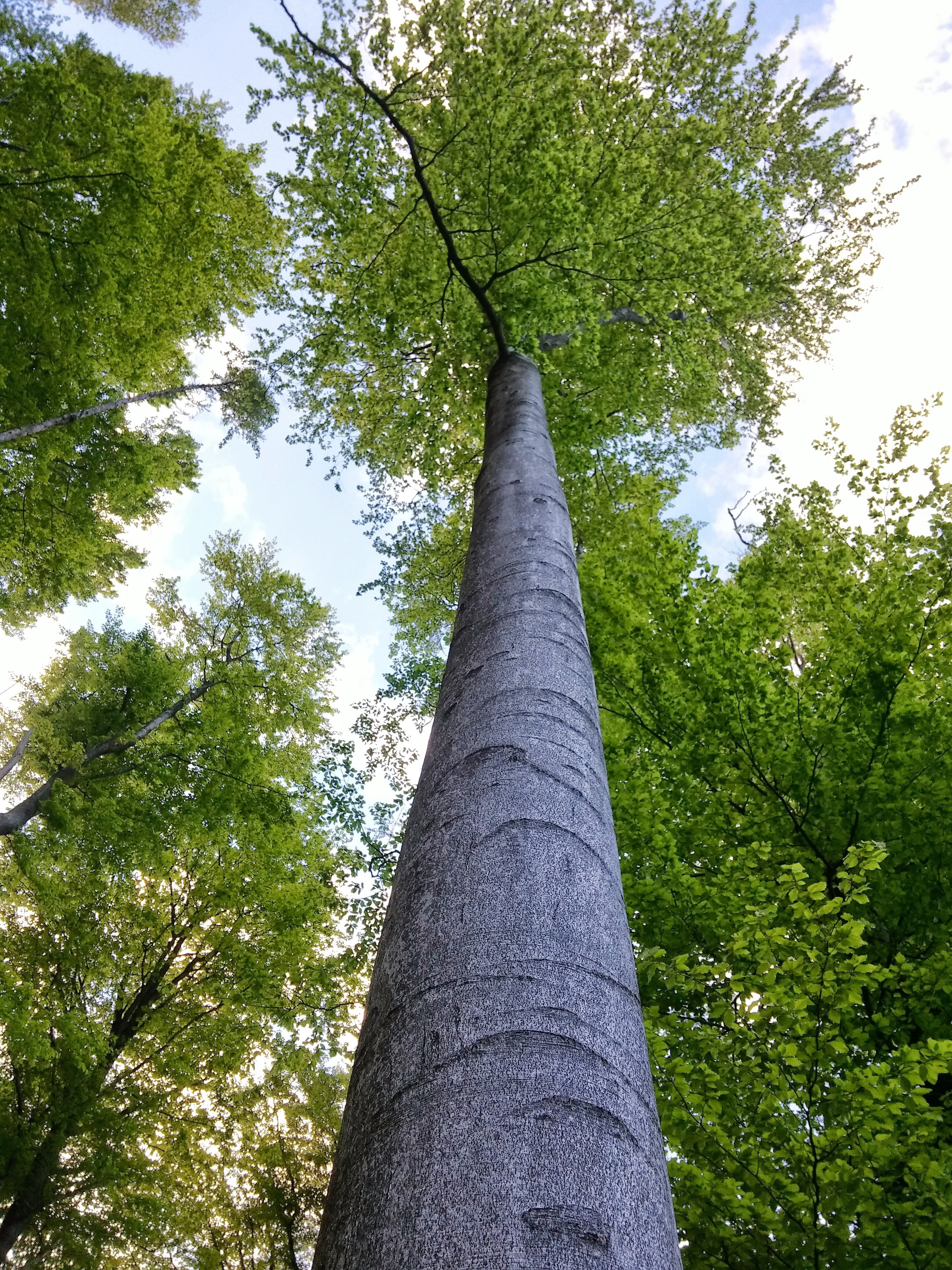 environment, green Color, sunlight, woodland, tree canopy, canopy, low Angle View, tree, light green, Tree, beauty in nature, branch, tranquility, leaf, Phone HD Wallpaper