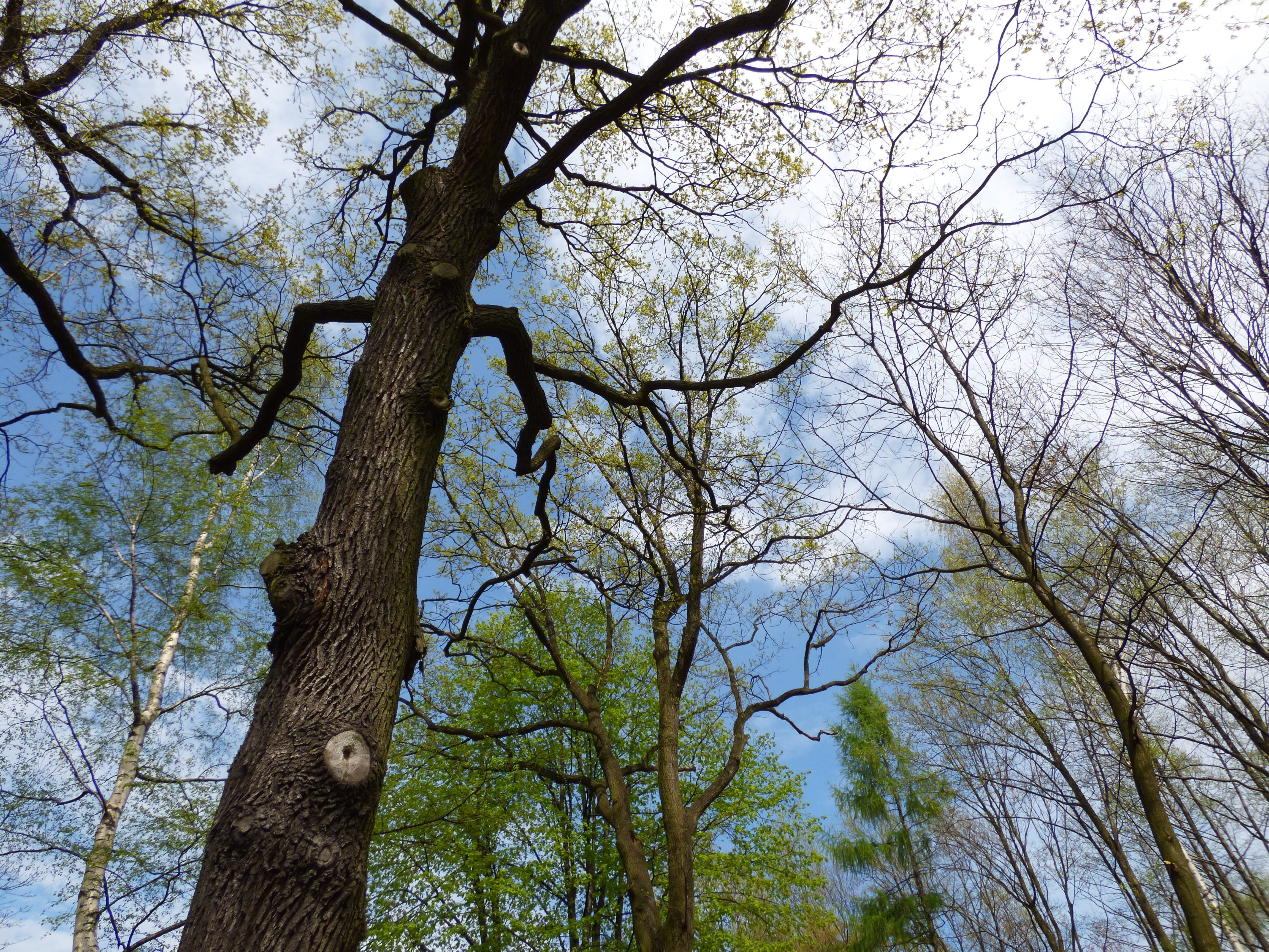 Clearance, green, blue, growth, plant, outdoors, trunk, clouds, Tree, animal wildlife, tranquility, the prospect of, day, herbivorous, spring, vertebrate, HD Wallpaper