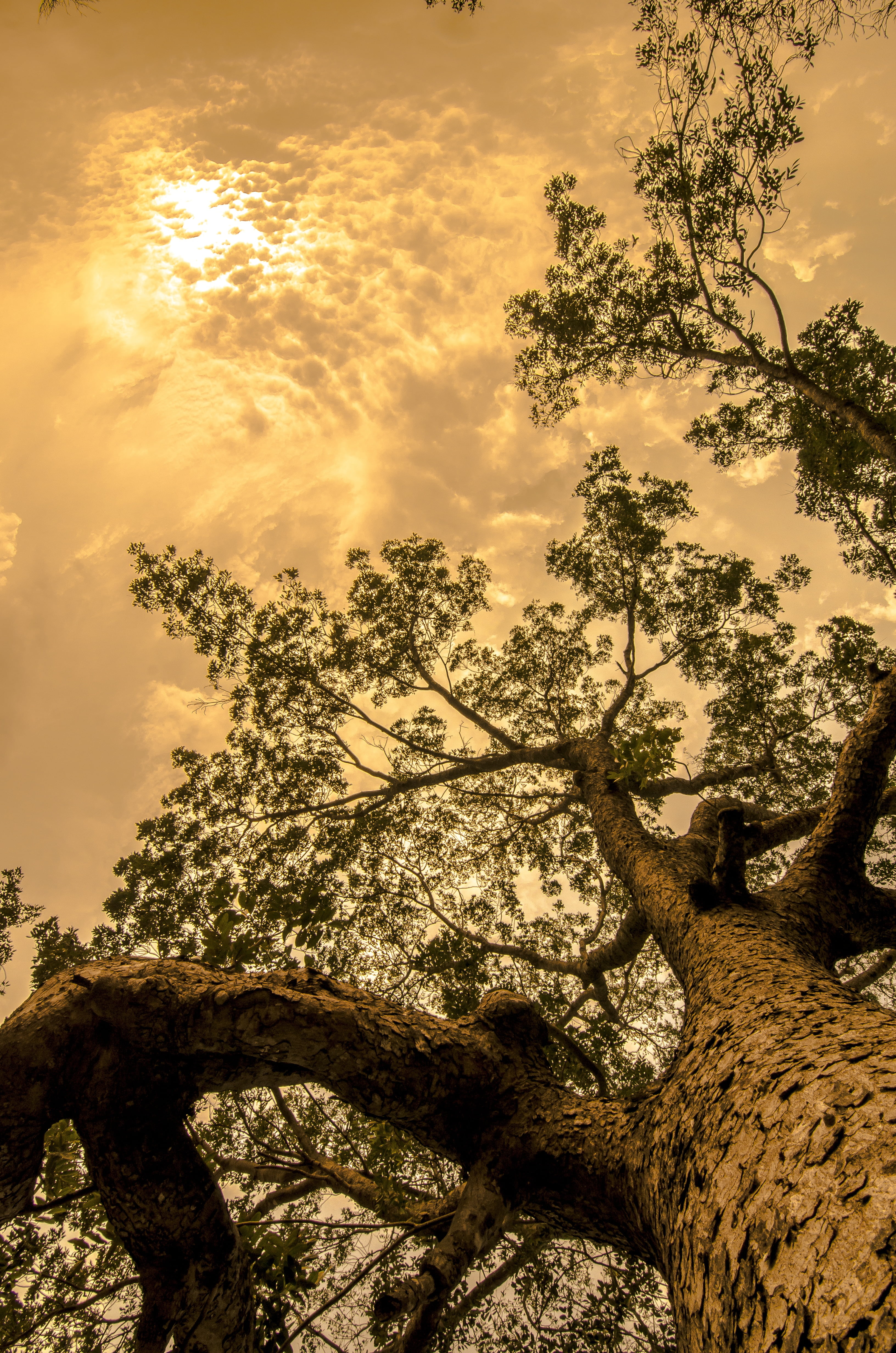 no people, green, animal wildlife, cloud - sky, tranquility, tree trunk, one animal, scenics - nature, growing, tranquil scene, plant, bark, tall, trunk, Phone HD Wallpaper
