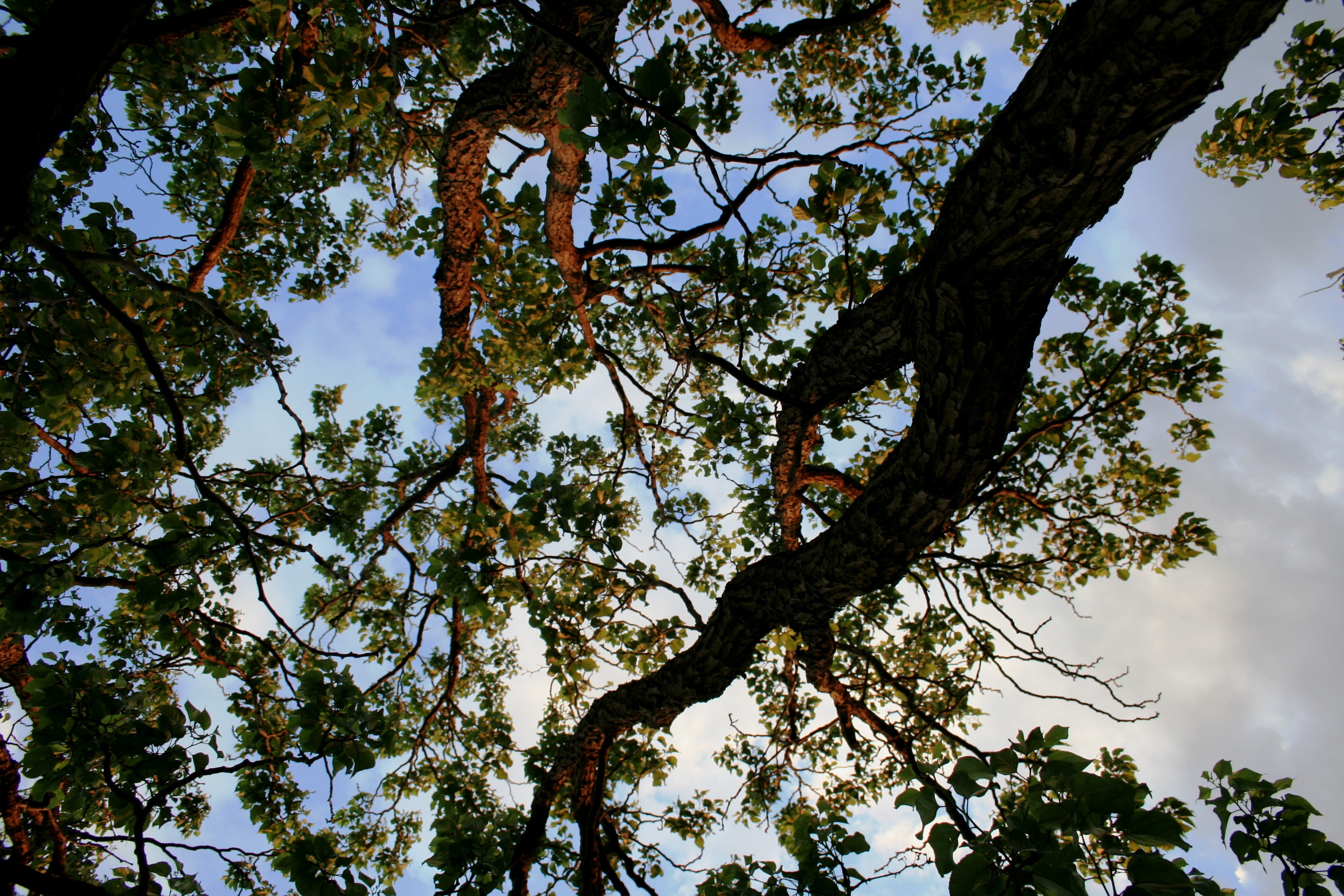tranquility, japanese raisin, foliage, tree canopy, sunlight, tree trunk, Tree, sky, clouds, Trunks, Raisin, thick, 4K, branch, trunk, outdoors, growth, HD Wallpaper