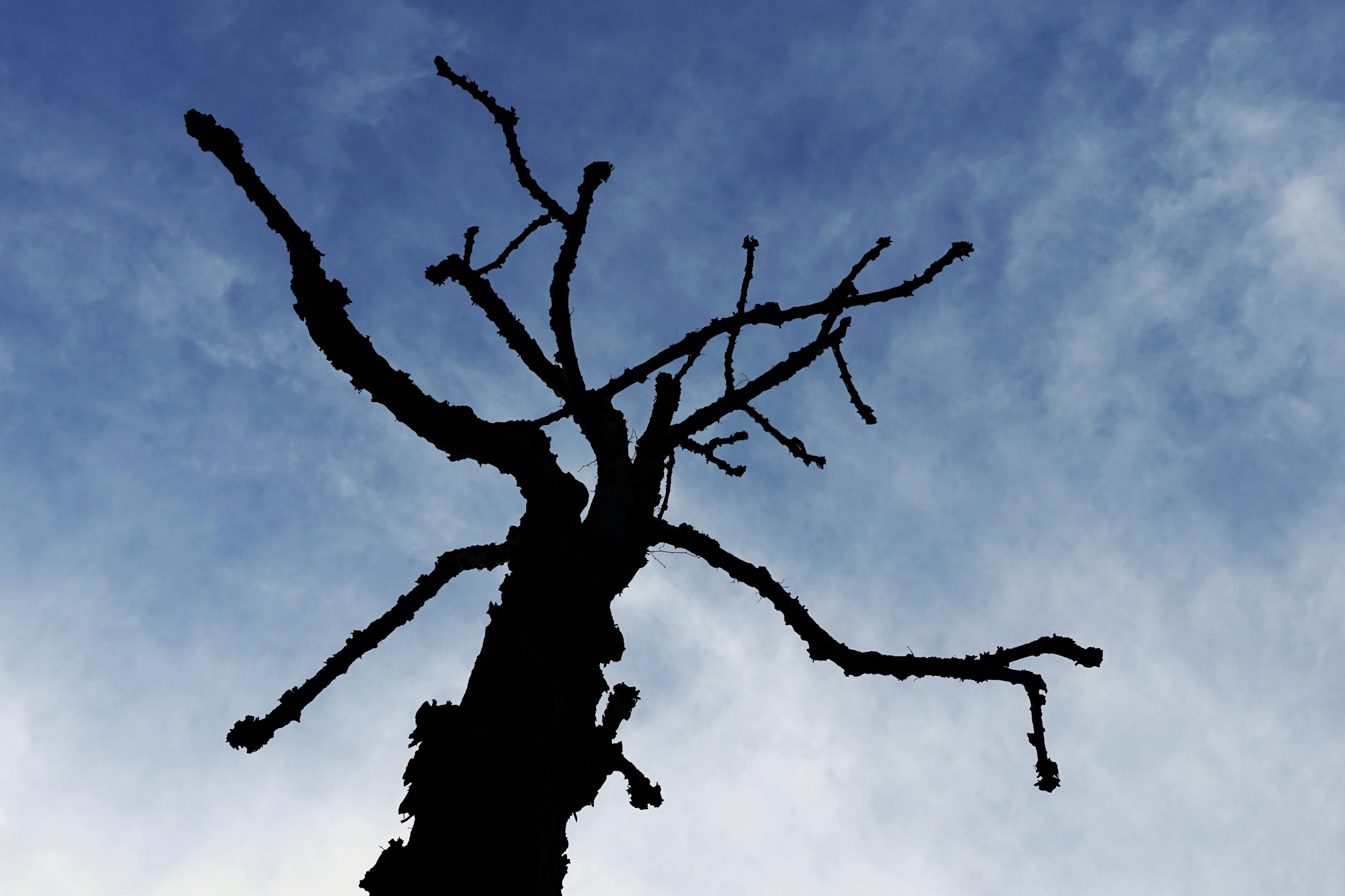 nature, cloud - sky, Threat, outdoors, outline, day, Tree, trimming, blue, sky, wood, trunk, pruning, alien, spooky, low angle view, plant, no people, Silhouette, HD Wallpaper