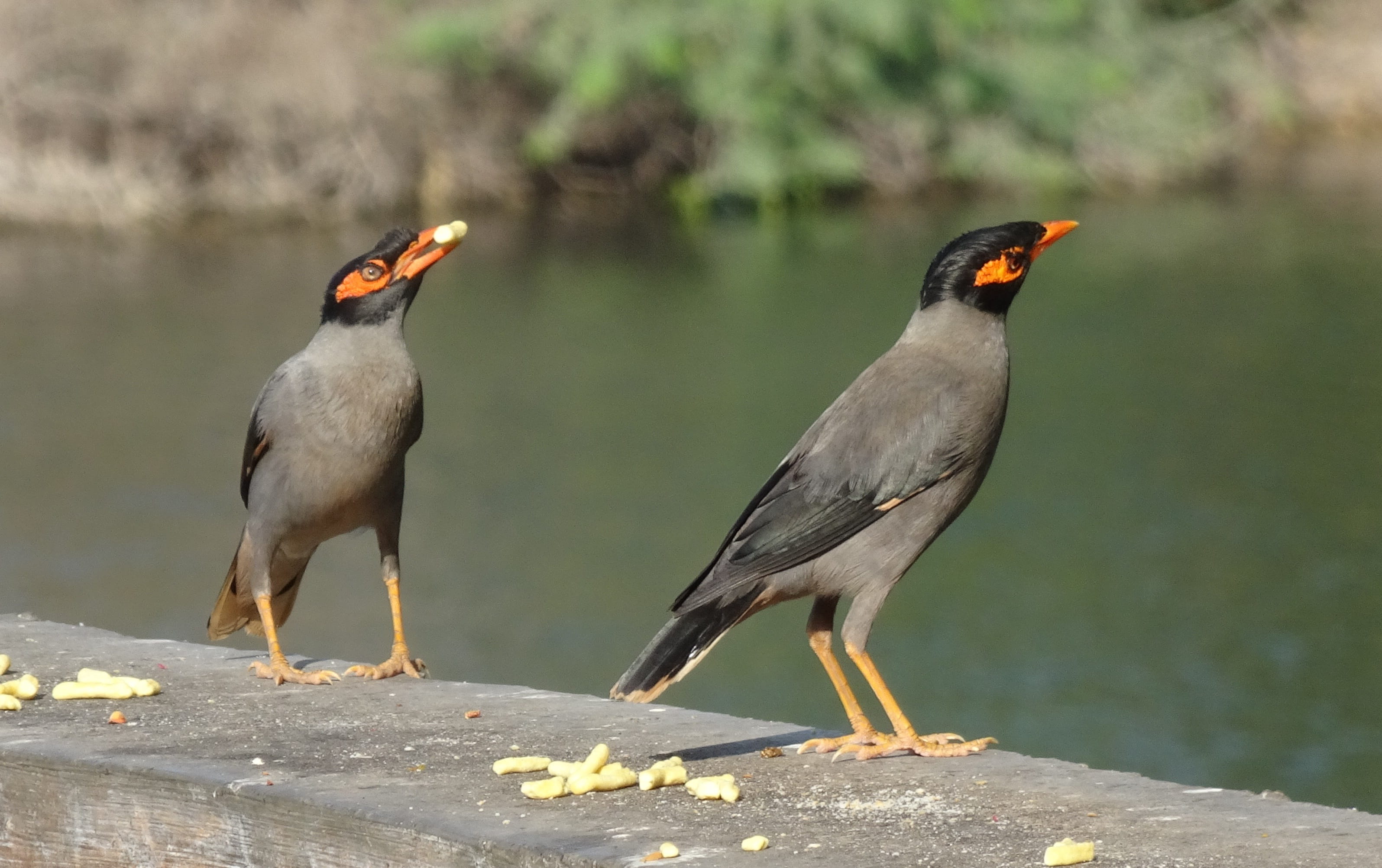 animals in the wild, perching, myna, outdoors, focus on foreground, animal themes, animal, vertebrate, animal wildlife, lake, day, no people, bank myna, HD Wallpaper