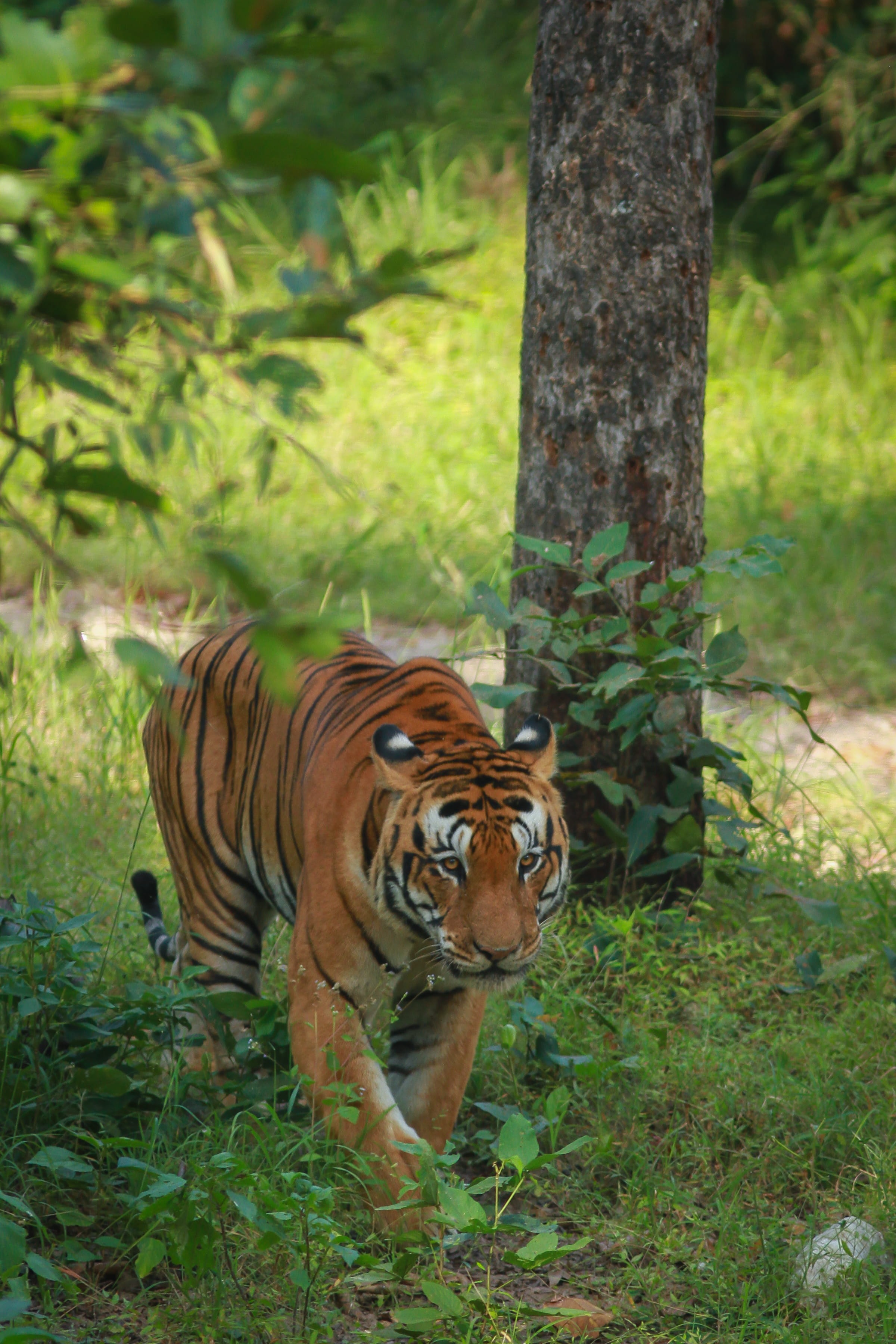 one animal, plant, grass, outdoors, day, nature, undomesticated cat, animals in the wild, royalbengaltiger, big cat, Maletiger, cat, kanha national park, Phone HD Wallpaper