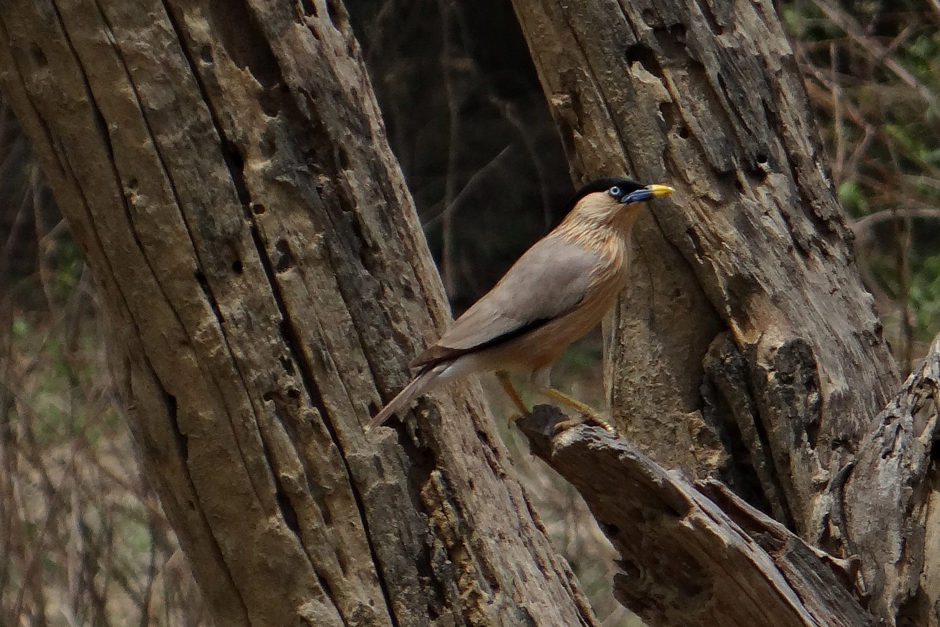 focus on foreground, vertebrate, branch, myna, sturnia pagodarum, perching, plant, trunk, wood - material, brahminy starling, textured, bird, tree trunk, HD Wallpaper
