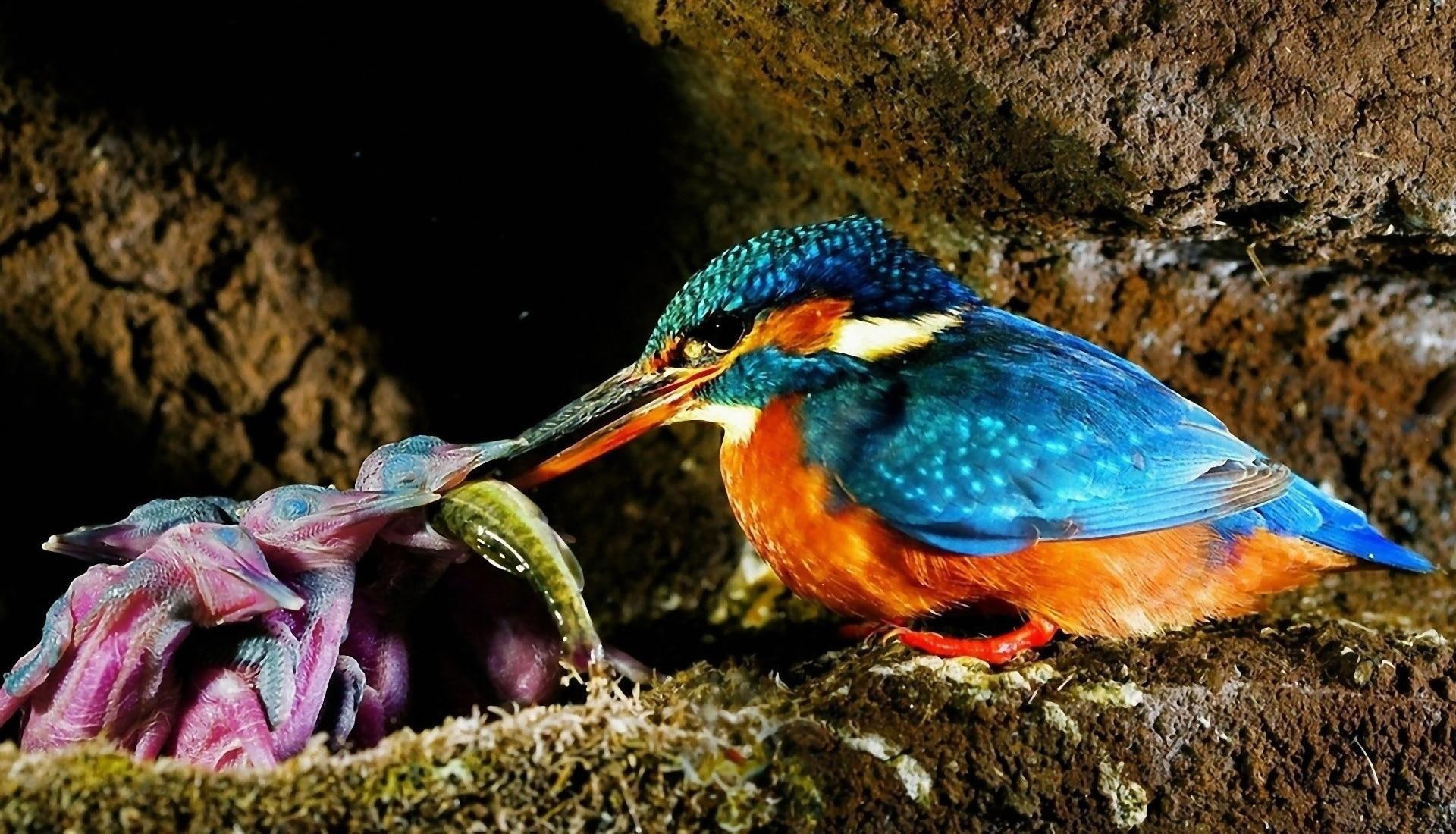 bird, s, 1080P, wall, kingfisher, juniors, family, nest, animals, HD Wallpaper