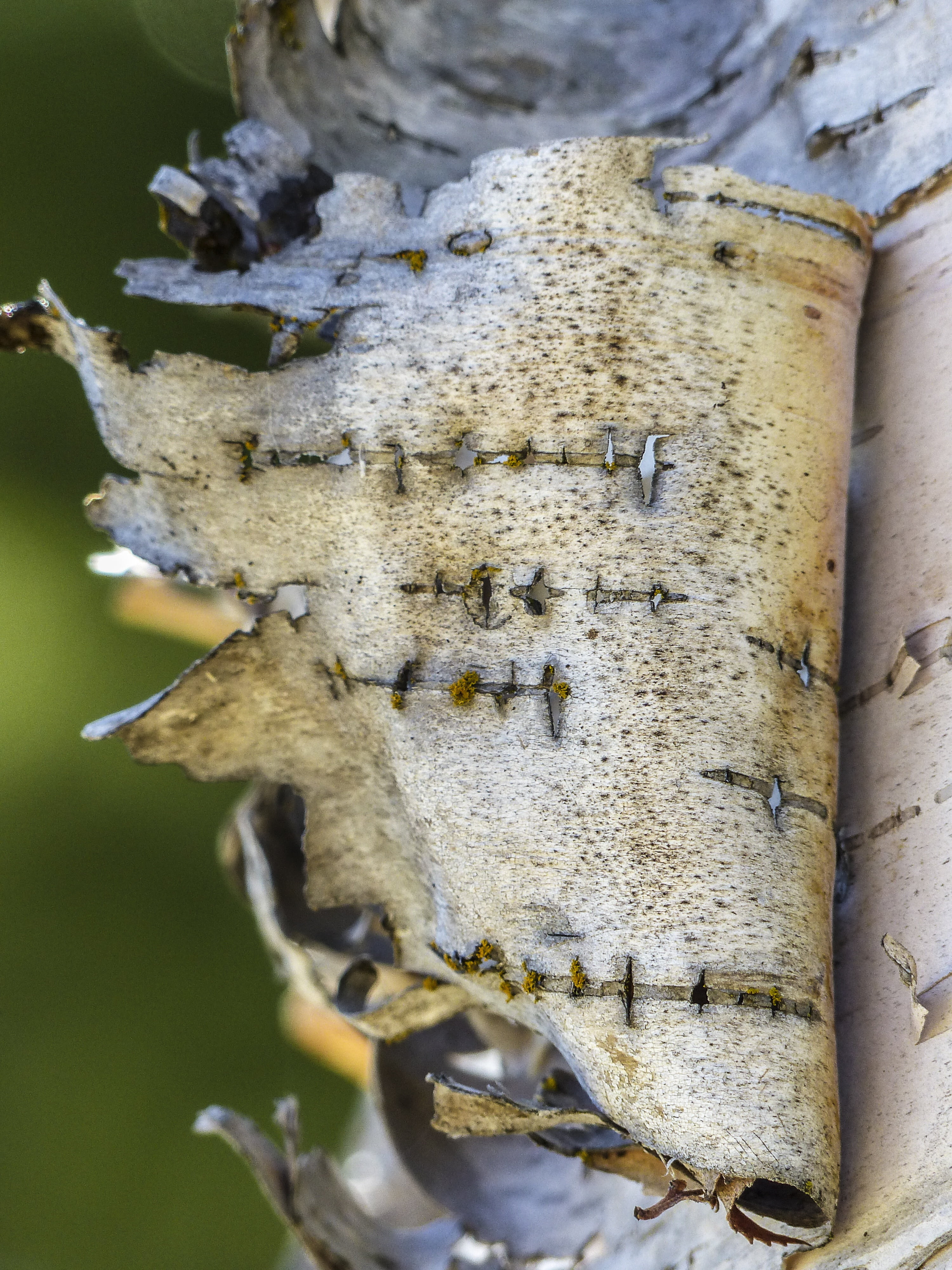 close-up, 4K, torn, tree trunk, tree, forest, selective focus, beauty in nature, animals in the wild, trunk, textured, bark, invertebrate, focus on foreground, Phone HD Wallpaper