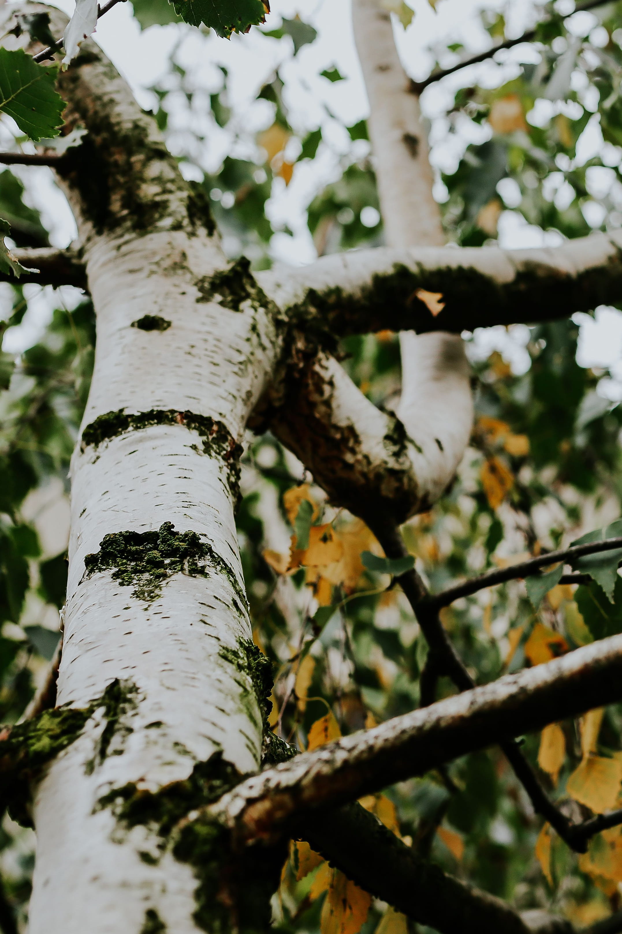 2K, woodland, outdoors, tree, plant stem, branch, close-up, forest, white, springtime, sunlight, bark, nature, plant, no People, tranquility, tree trunk, Phone HD Wallpaper