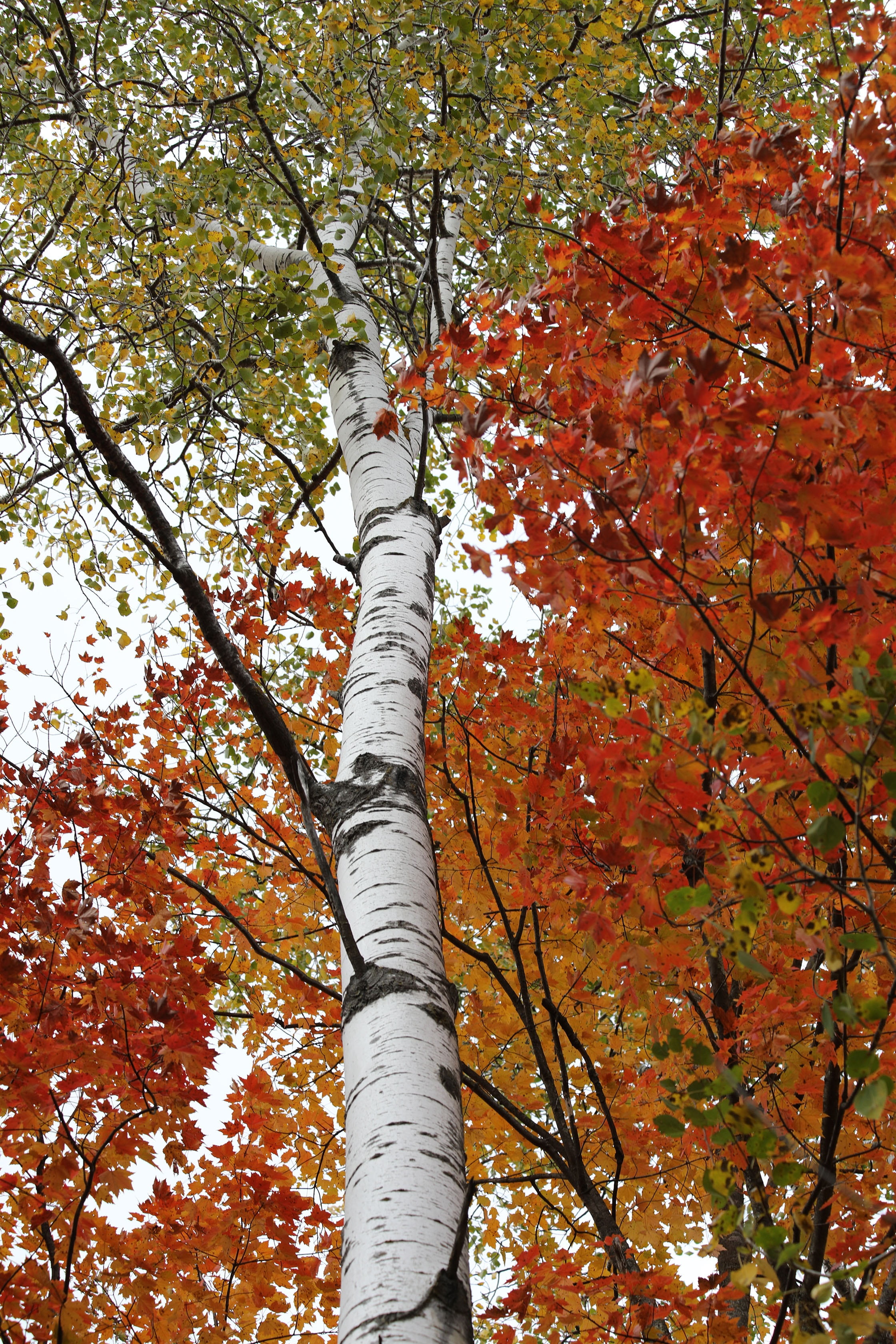 birch tree, beauty in nature, branch, fall, nature, tranquility, no people, 2K, color, day, plant, tree trunk, season, growth, scenics - nature, autumn, Phone HD Wallpaper
