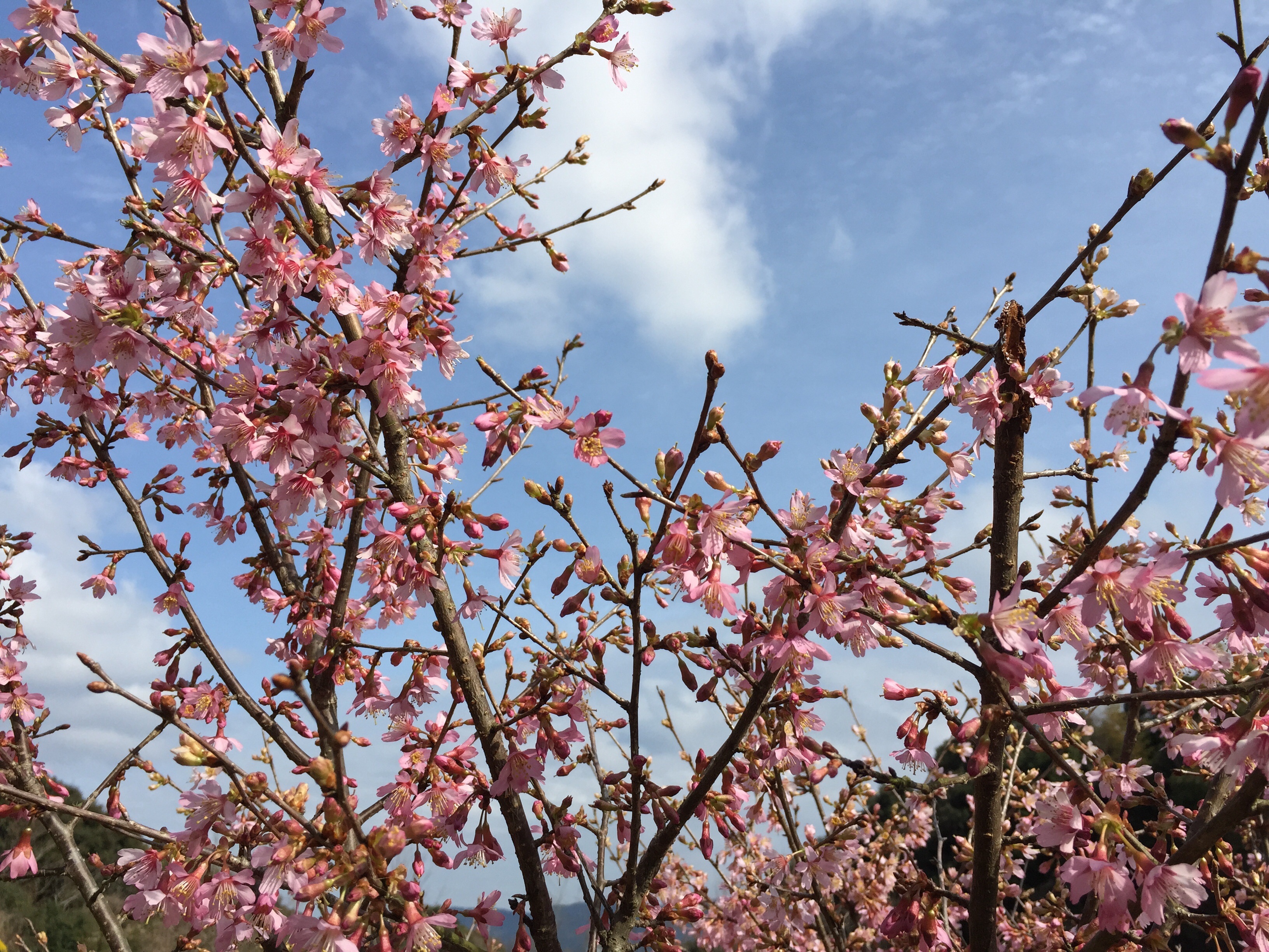 cherry, cherry tree, springtime, sky, beauty in nature, freshness, flowering plant, blossom, branch, flowers, plant, cherry blossom, pink color, botany, HD Wallpaper