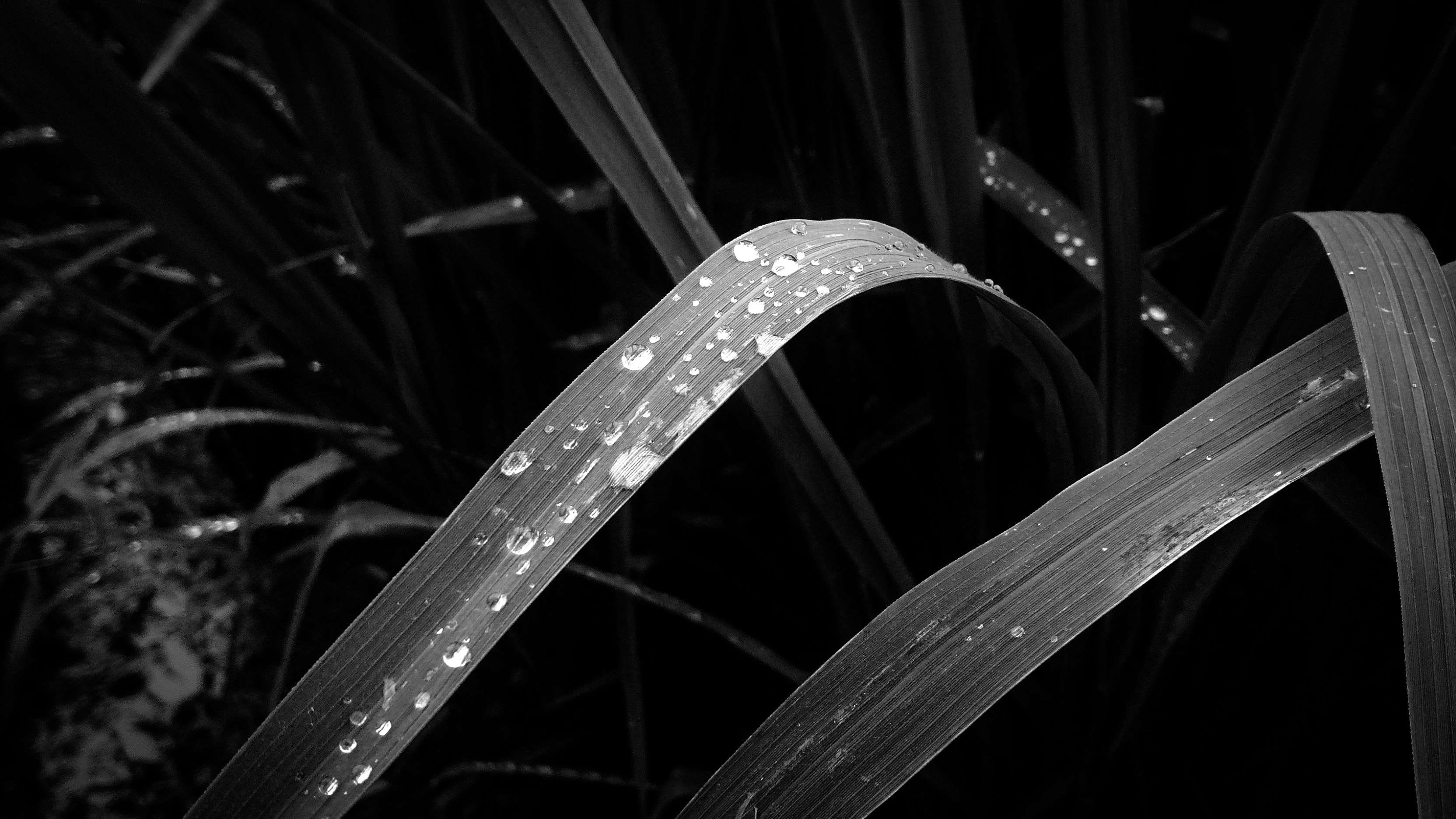 focus on foreground, rainy season, blade of grass, beauty in nature, freshness, good, photography, okay, monochrome, close-up, purity, abstract photo, leaf, HD Wallpaper