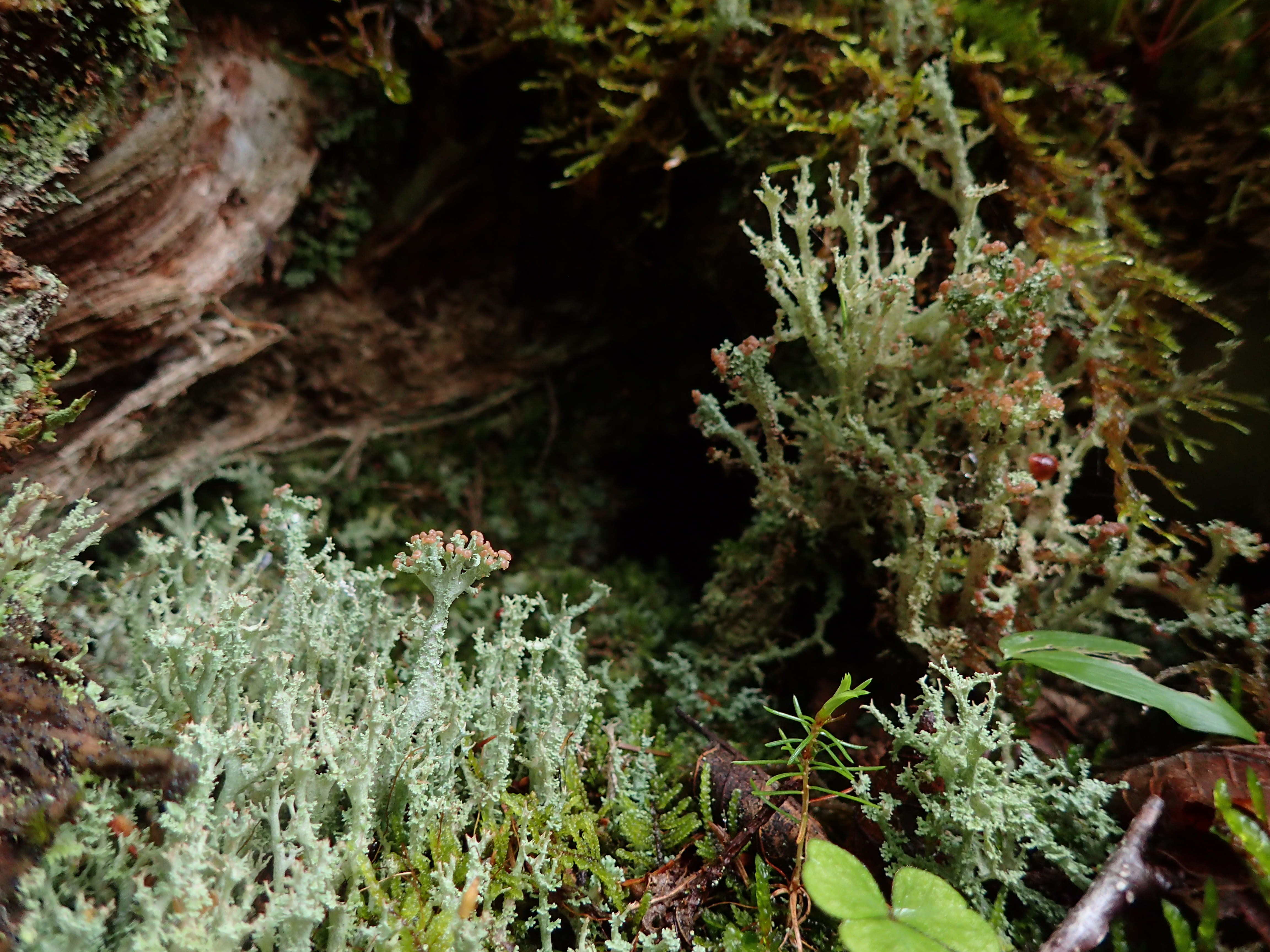 green color, focus on foreground, no people, 4K, tranquility, canada, close-up, moss, tree, vulnerability, lichens, field, forest, land, forests, nova scotia, HD Wallpaper