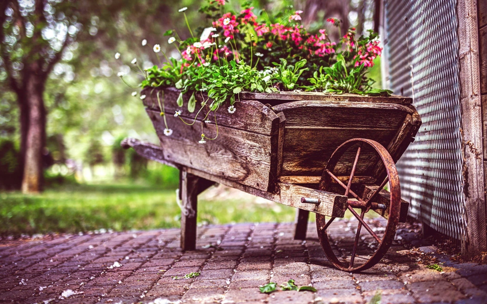 vintage, pot, brown, wheelbarrow, flower, wooden, 1080P, cool, HD Wallpaper