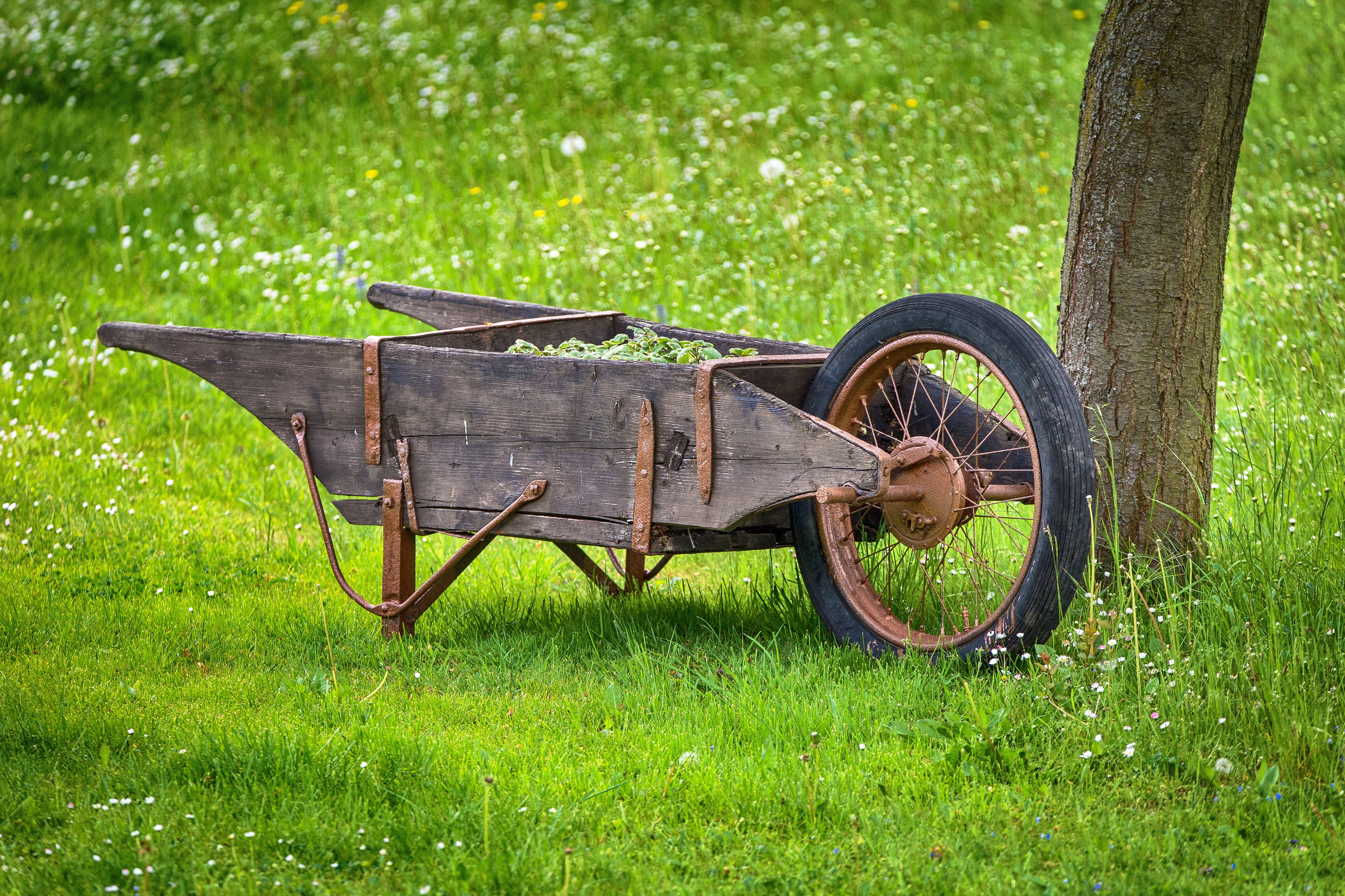outside, agriculture, gardening, wheel, close-up, land, environment, day, cart, green color, no people, lawn, growth, old, nature, field, rural scene, tree, HD Wallpaper