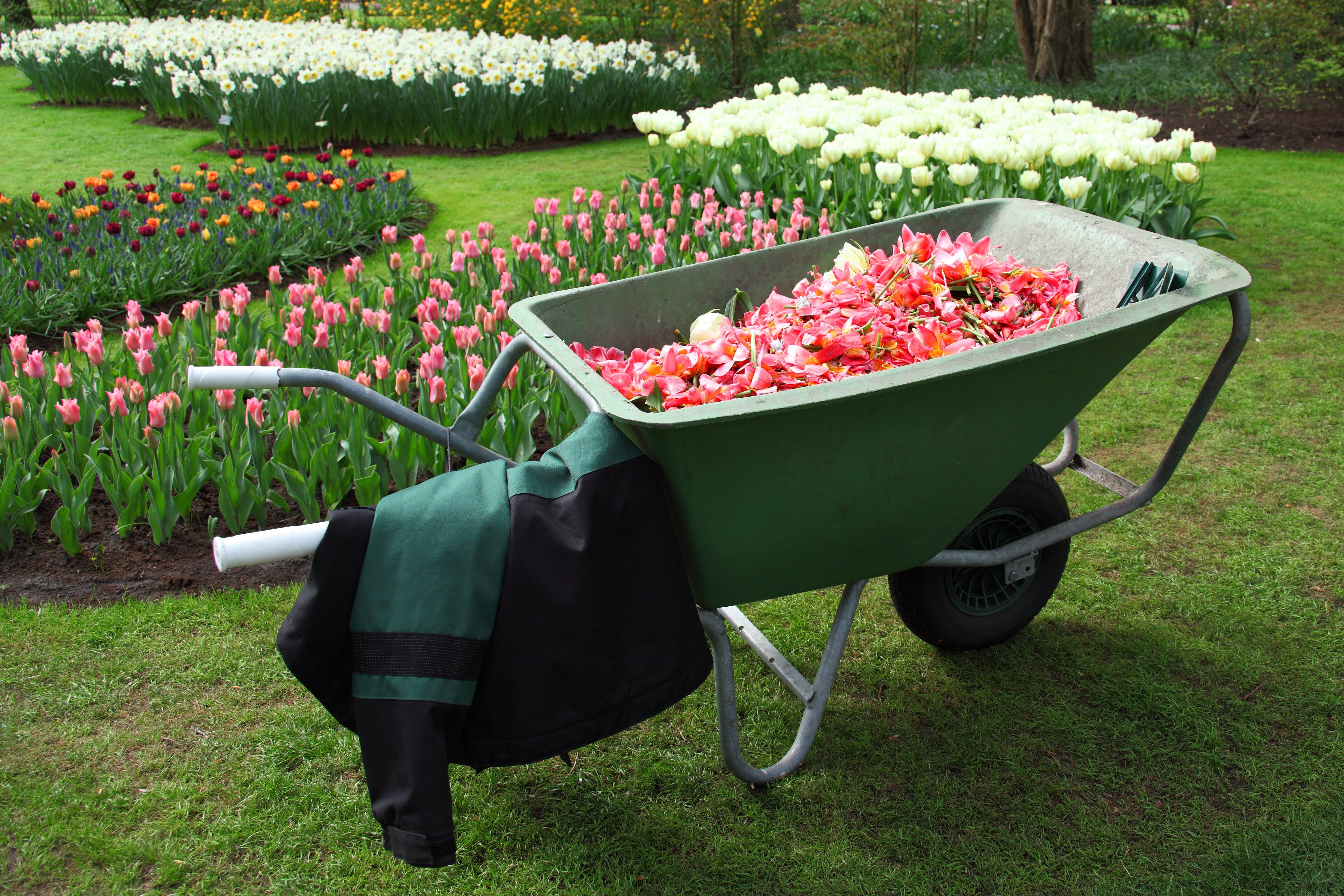 lawn, equipment, flower, formal garden, green color, grass, front or back yard, gardening, tools, ornamental garden, mode of transportation, tool, plant, HD Wallpaper