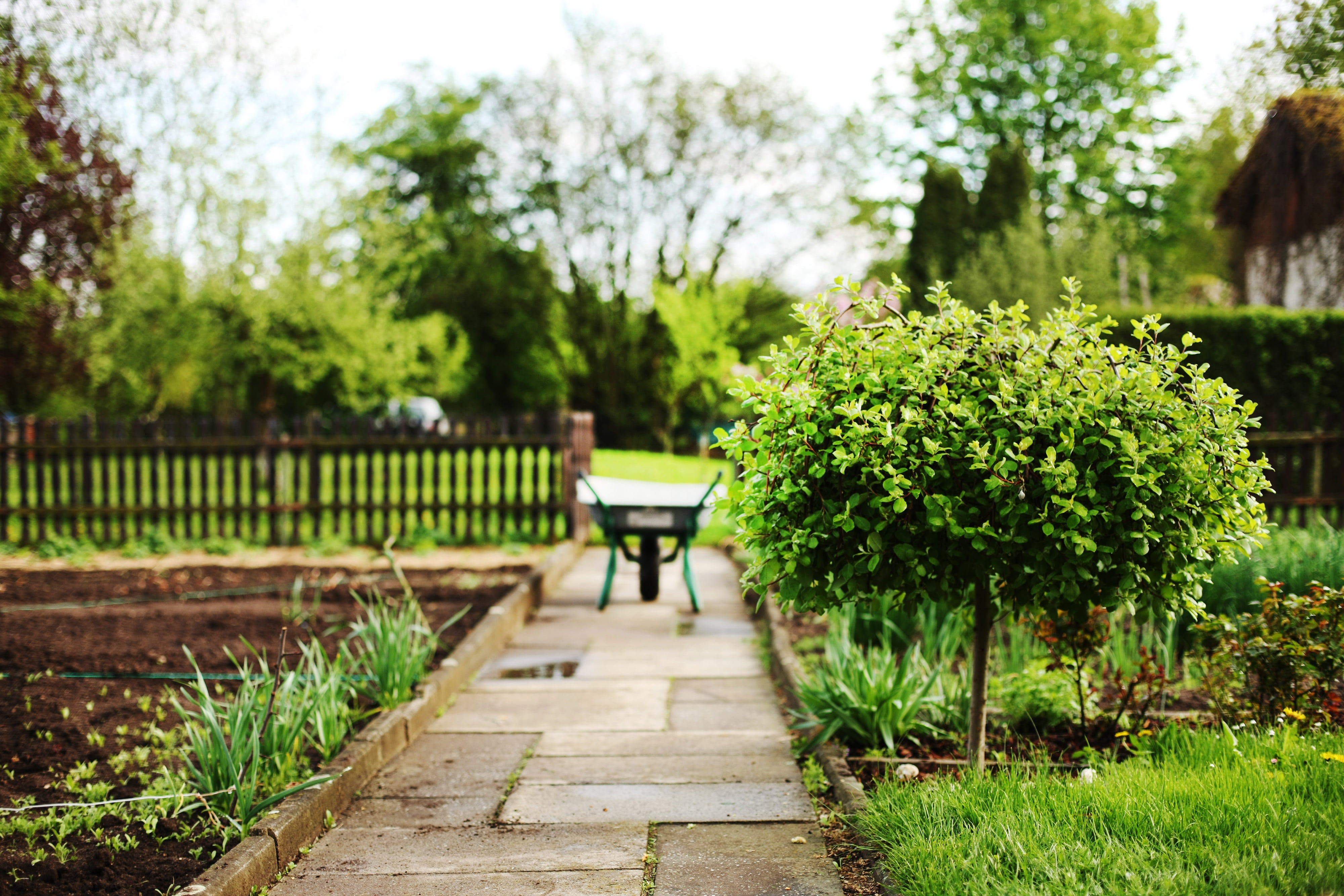 outdoors, bower, concrete, sliding chest, diminishing perspective, selective focus, no people, beside, empty, garden, pathway, soil, pünt, day, 4K, push carts, HD Wallpaper