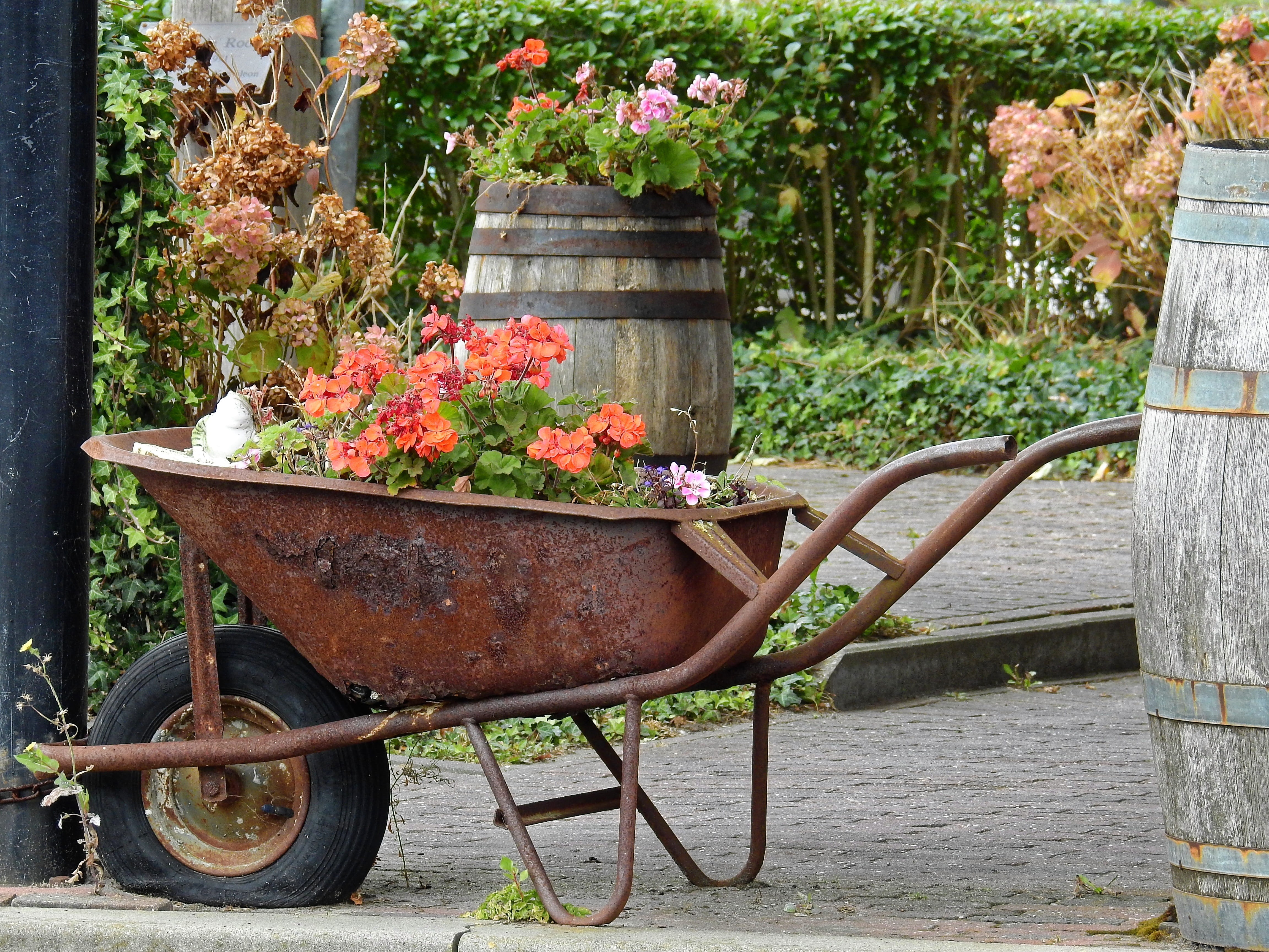 nature, Deco, potted plant, flower pot, Garden, green Color, no People, front or back yard, mode of transportation, beauty in nature, transportation, wheelbarrow, HD Wallpaper