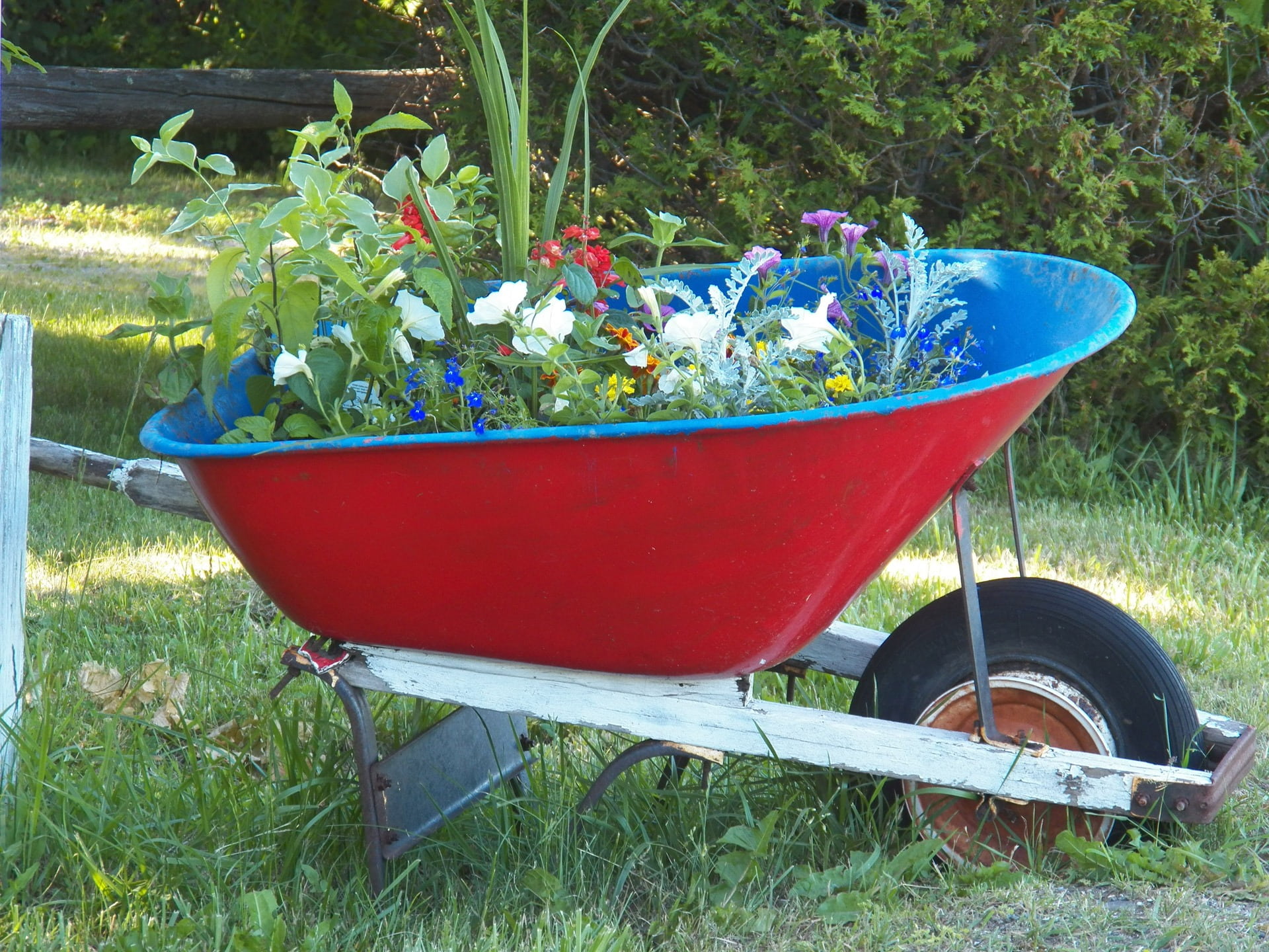 wheelbarrow, mode of transportation, field, potted plant, gardening, 1080P, flower bed, front or back yard, beauty in nature, land, growth, outdoors, day, HD Wallpaper