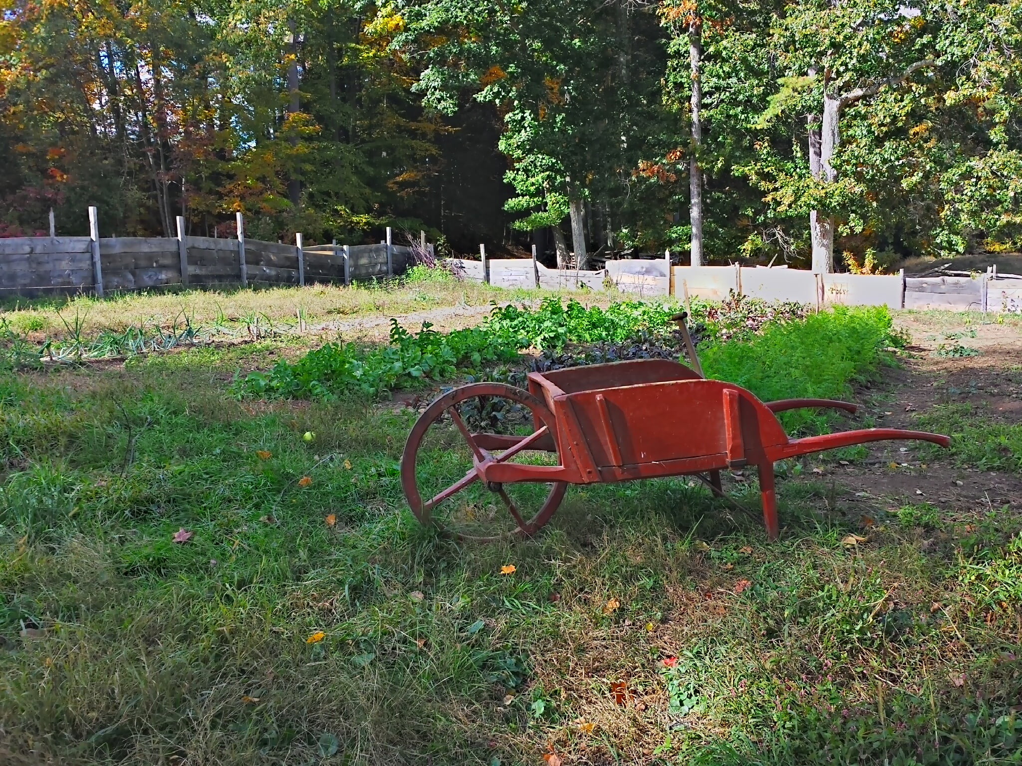 transportation, tranquility, plant, abandoned, no people, nature, tree, mode of transportation, wheelbarrow, field, sunlight, wheel, outdoors, beauty in nature, HD Wallpaper