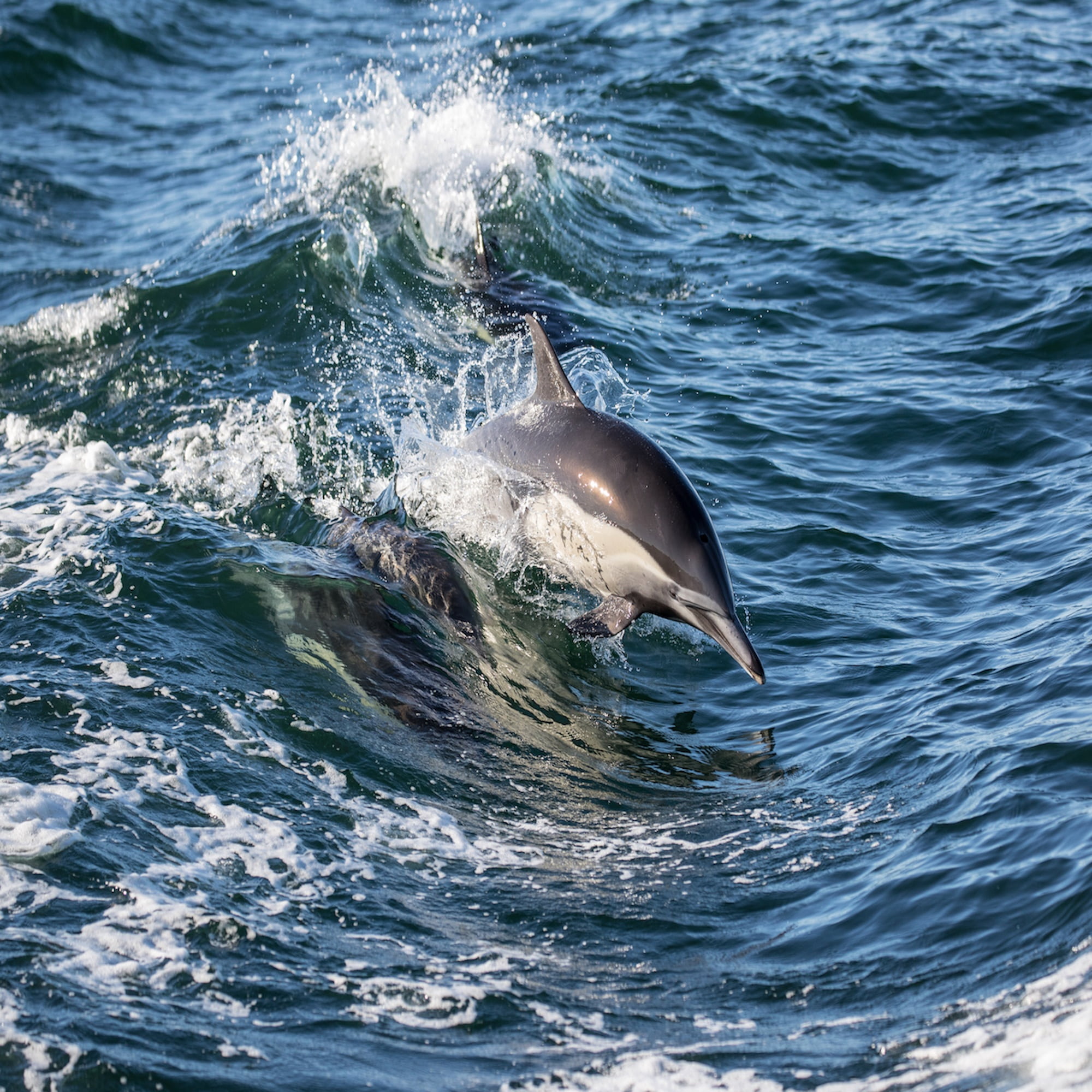 one animal, animal, dolphin, aquatic mammal, outdoors, animals in the wild, motion, no people, animal wildlife, counseling, sea, water, vertebrate, splashing, Phone HD Wallpaper