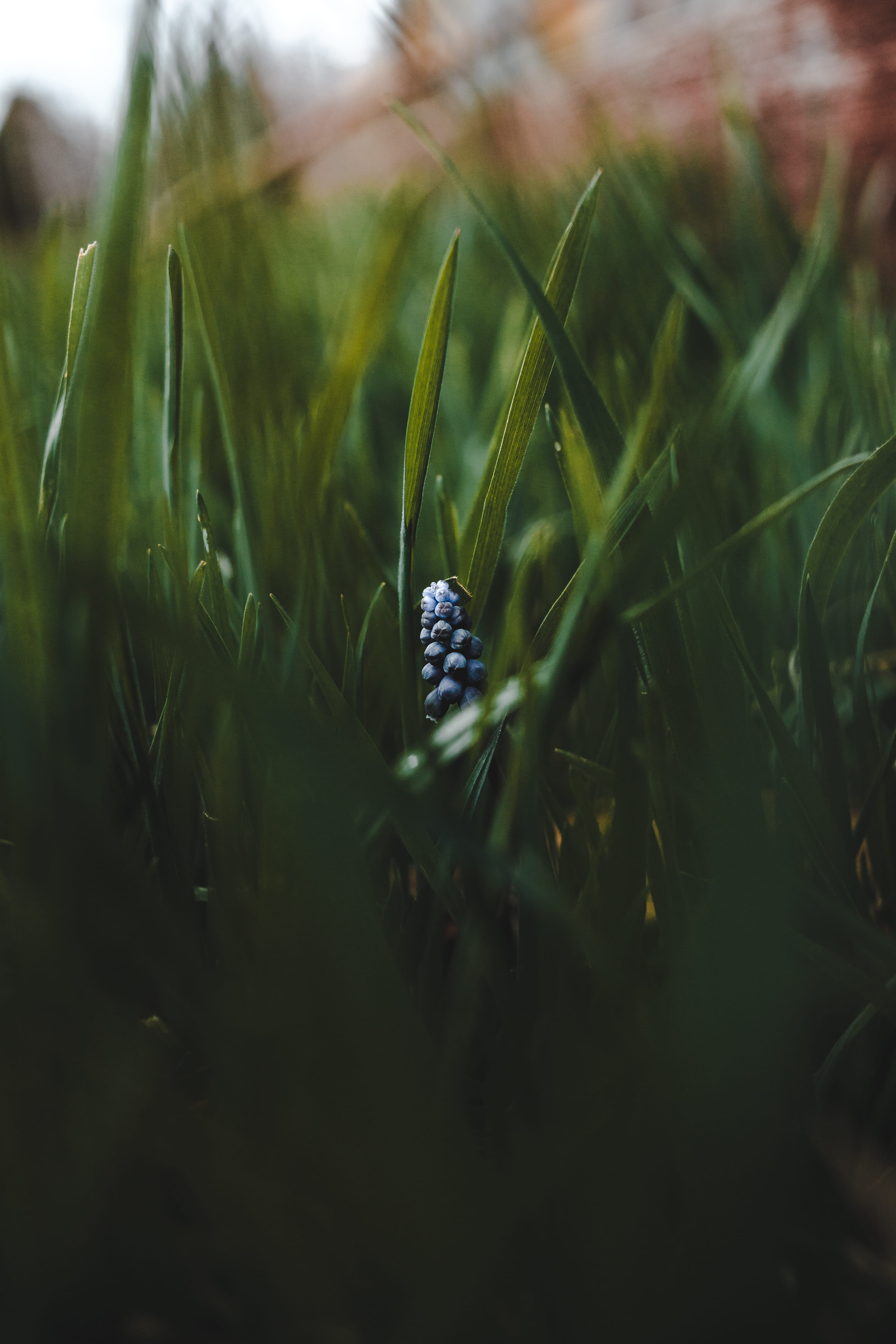 outdoors, flower, land, selective focus, hidden, blue, vulnerability, freshness, leafed, macro, close-up, field, flowering plant, focus, foliage, shaped, Phone HD Wallpaper