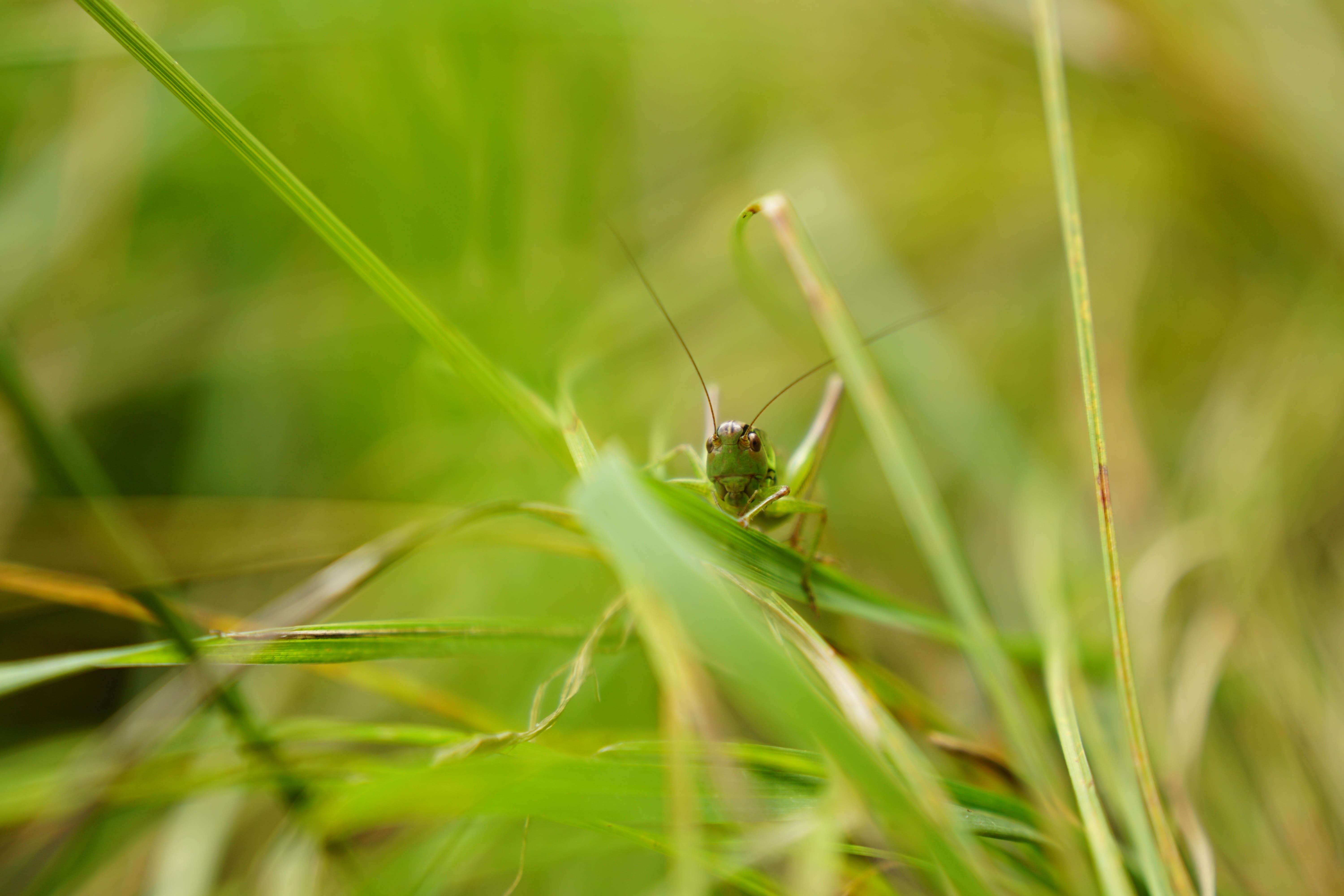 Grasshopper, selective focus, beautiful, Macro, 5K, beauty in nature, one animal, Insect, shades of green, animal, green color, green, close-up, camouflage, HD Wallpaper