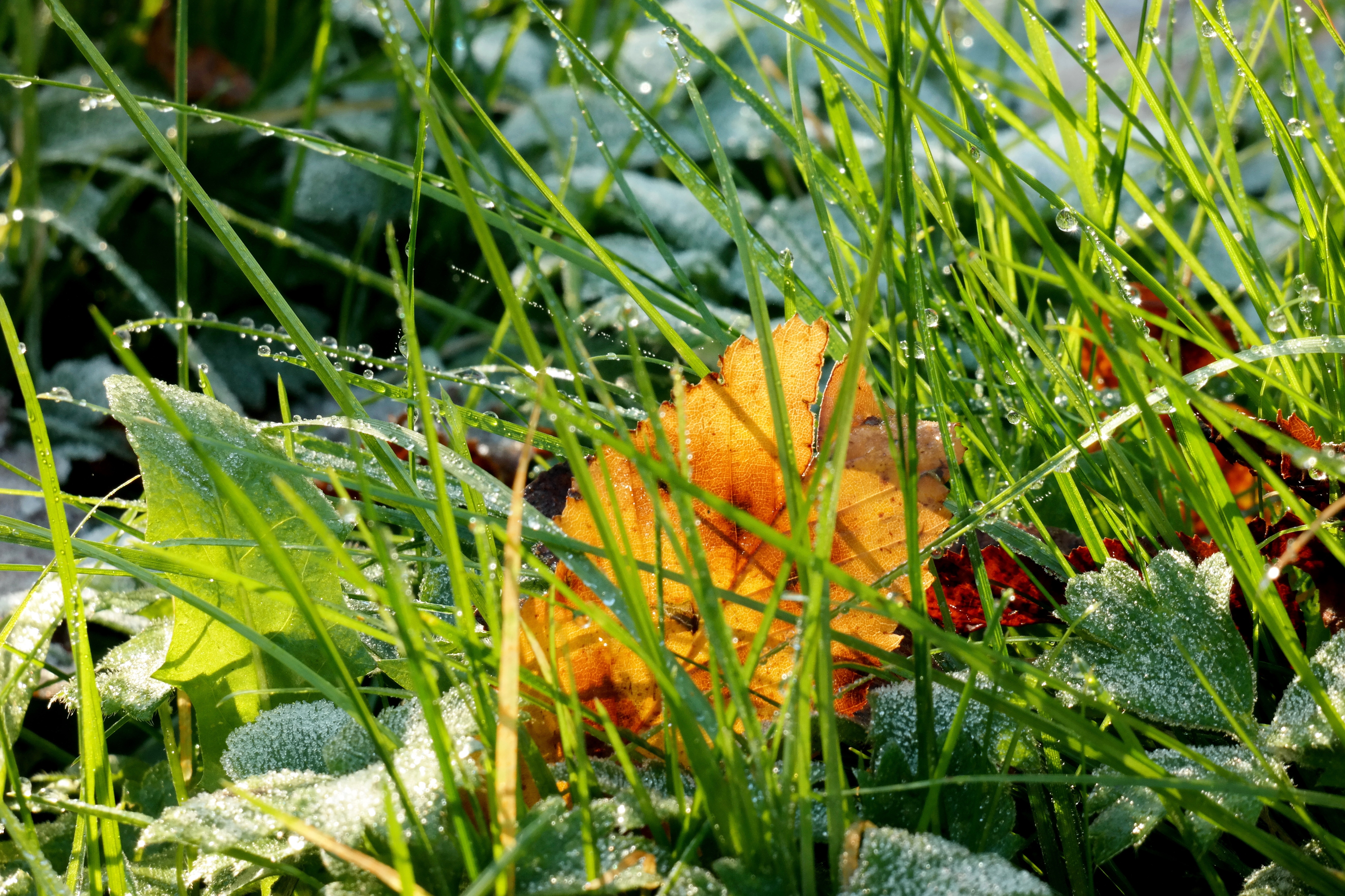 juicy, halme, meadow, sunlight, rush, autumn, ripe, flower, shadow, freshness, leaf, leaves, day, plant, sun, no people, hoarfrost, winter, close-up, ice, HD Wallpaper