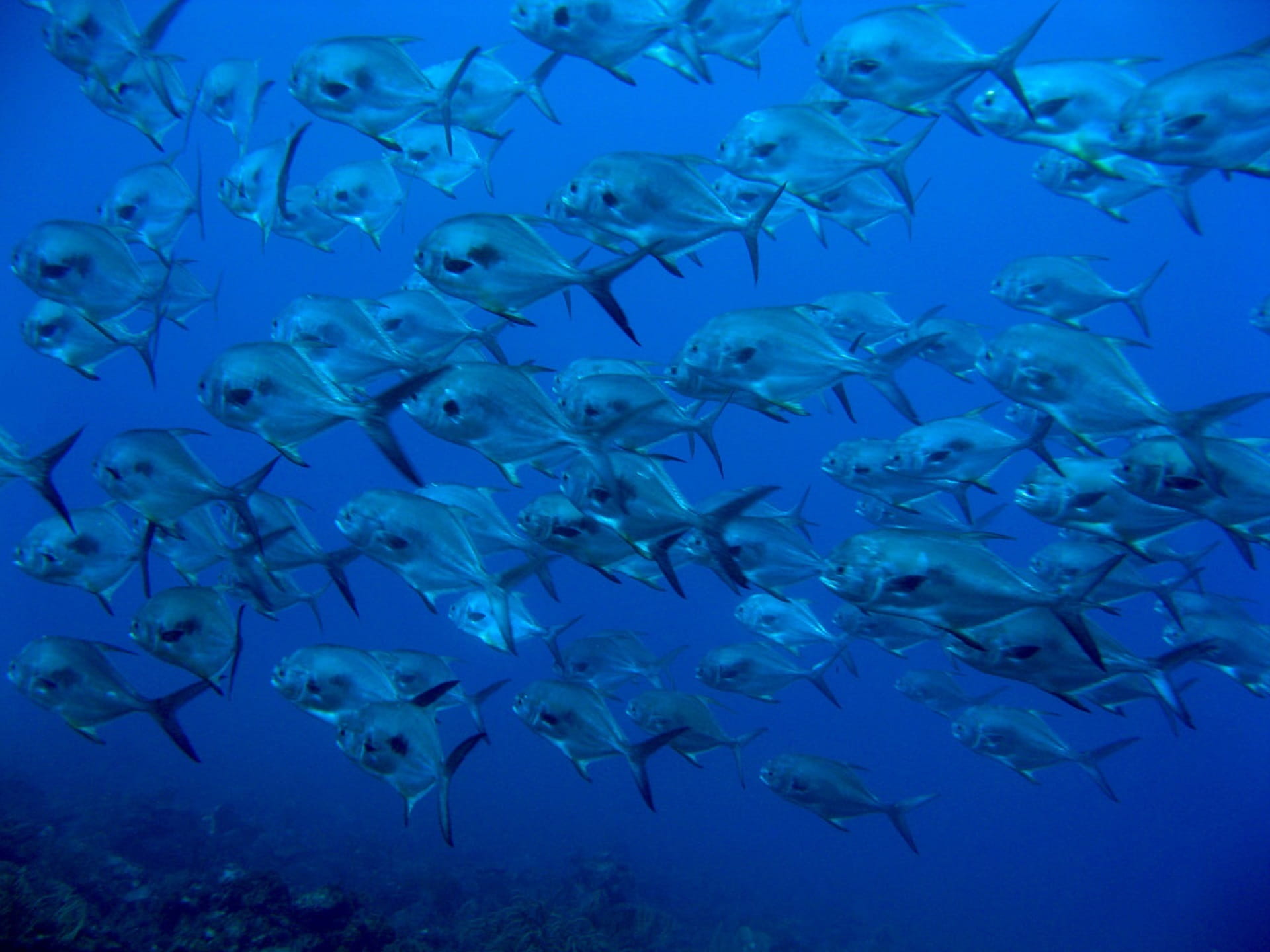 no people, group of animals, ecosystem, swimming, wild, marine, 1080P, blue, permit, saltwater fish, vertebrate, animal wildlife, sea, underwater diving, HD Wallpaper